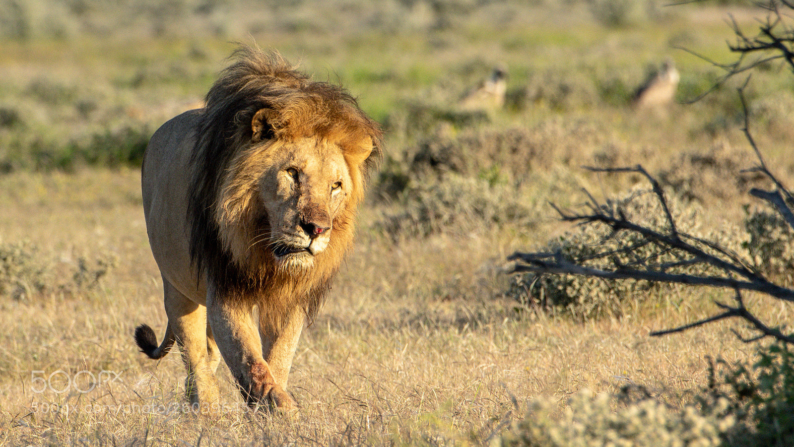 Pentax K-3 II sample photo. Suspicious lion photography