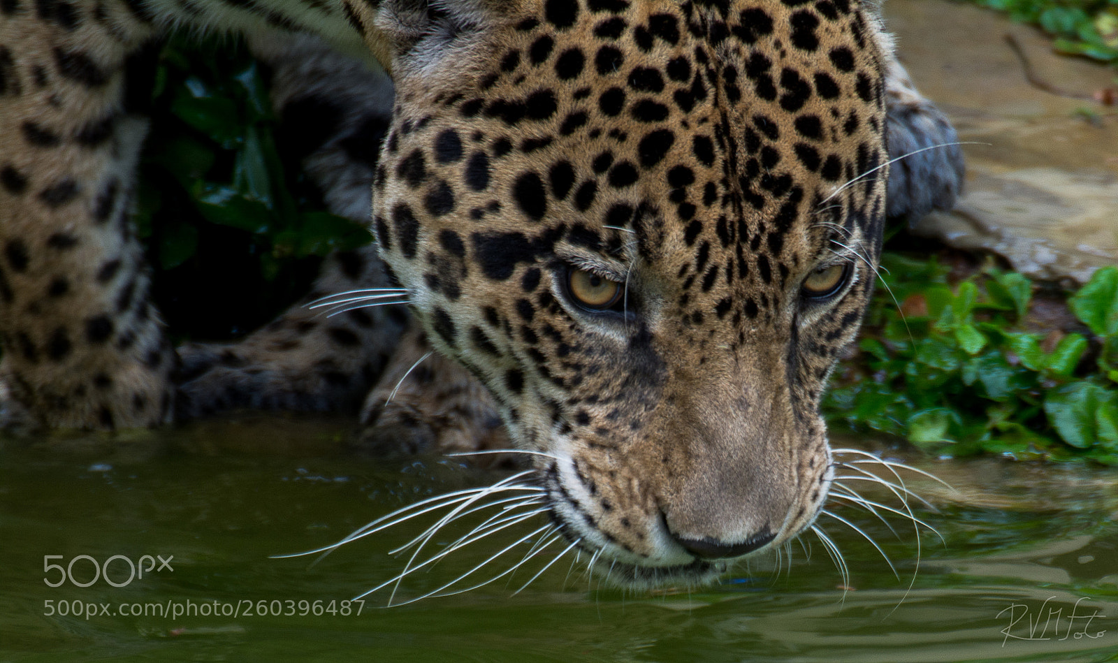 Nikon D7100 sample photo. Jaguar photography