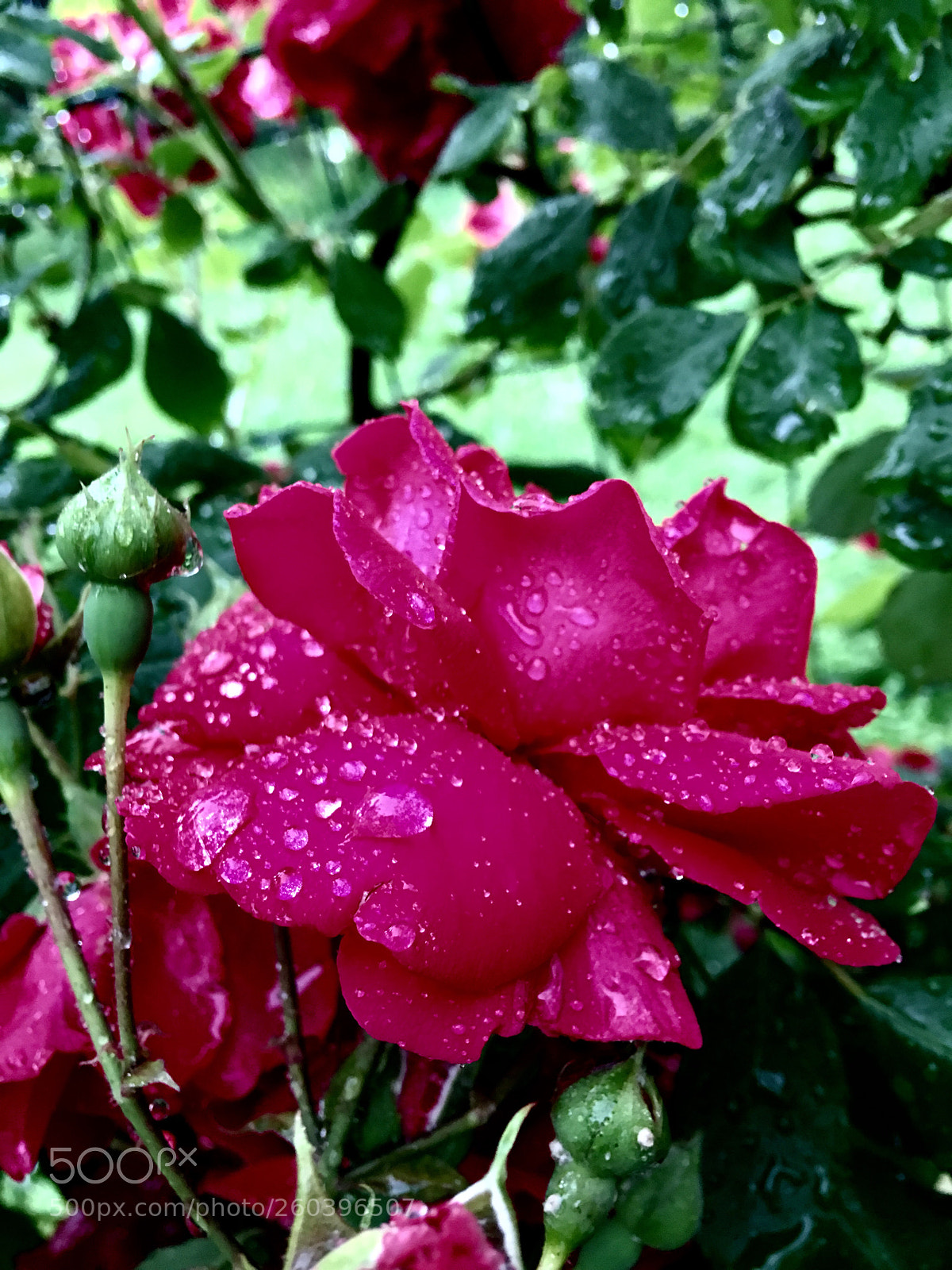 Apple iPhone 6s Plus sample photo. Untitled photography