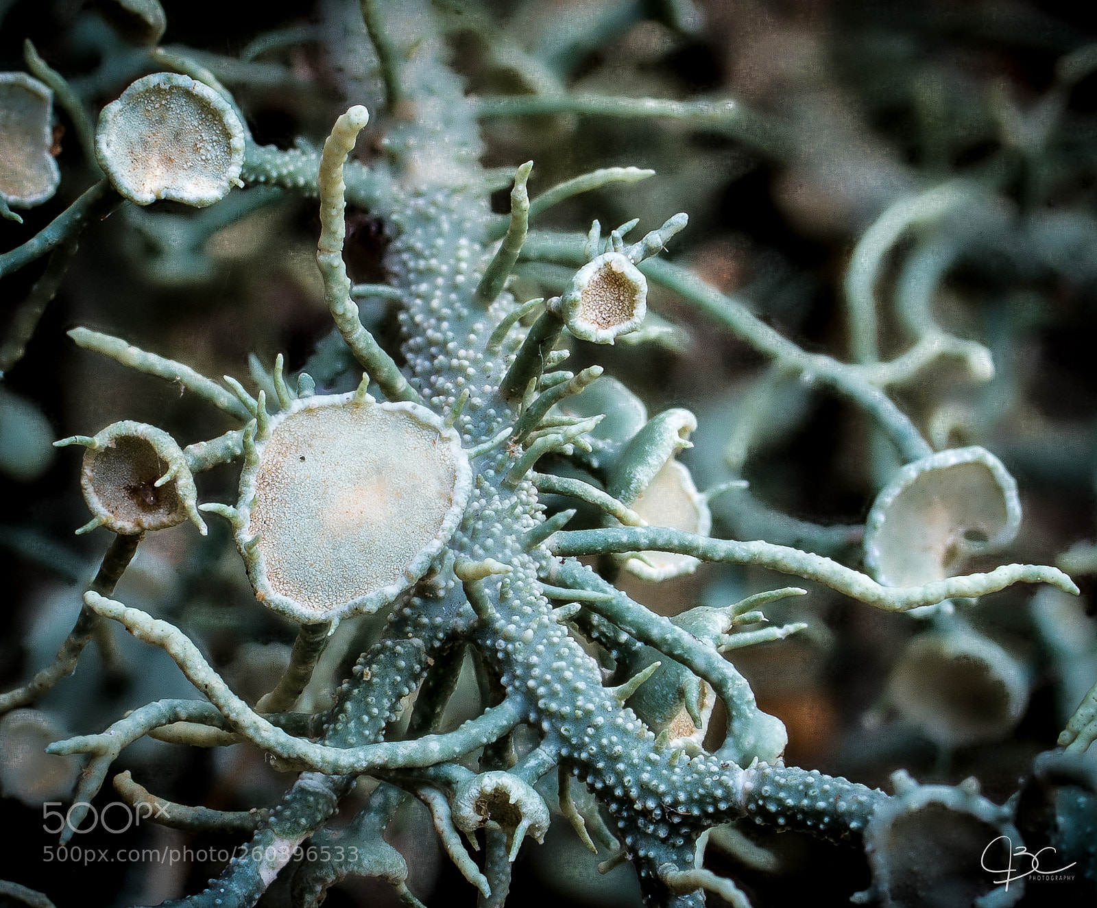 Sony a7R II sample photo. Alien landscape ii photography