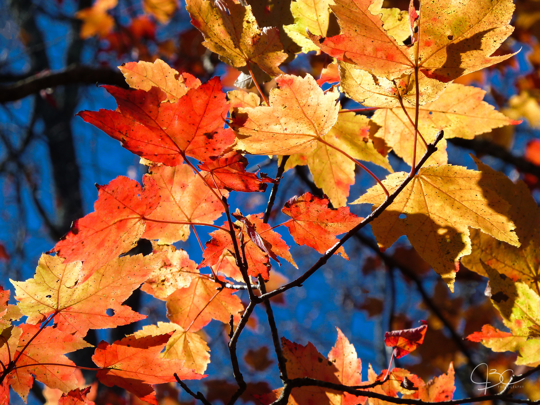 Panasonic Lumix DMC-ZS7 (Lumix DMC-TZ10) sample photo. Fall color photography