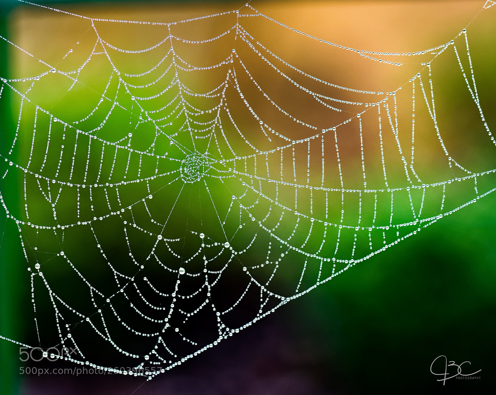 Nikon D800 sample photo. Early morning jewels photography