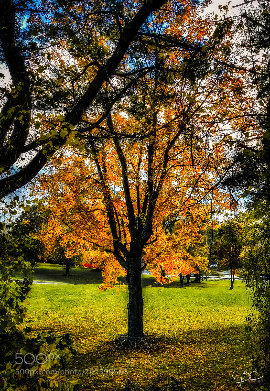 Samsung Galaxy S8 sample photo. Fall photography