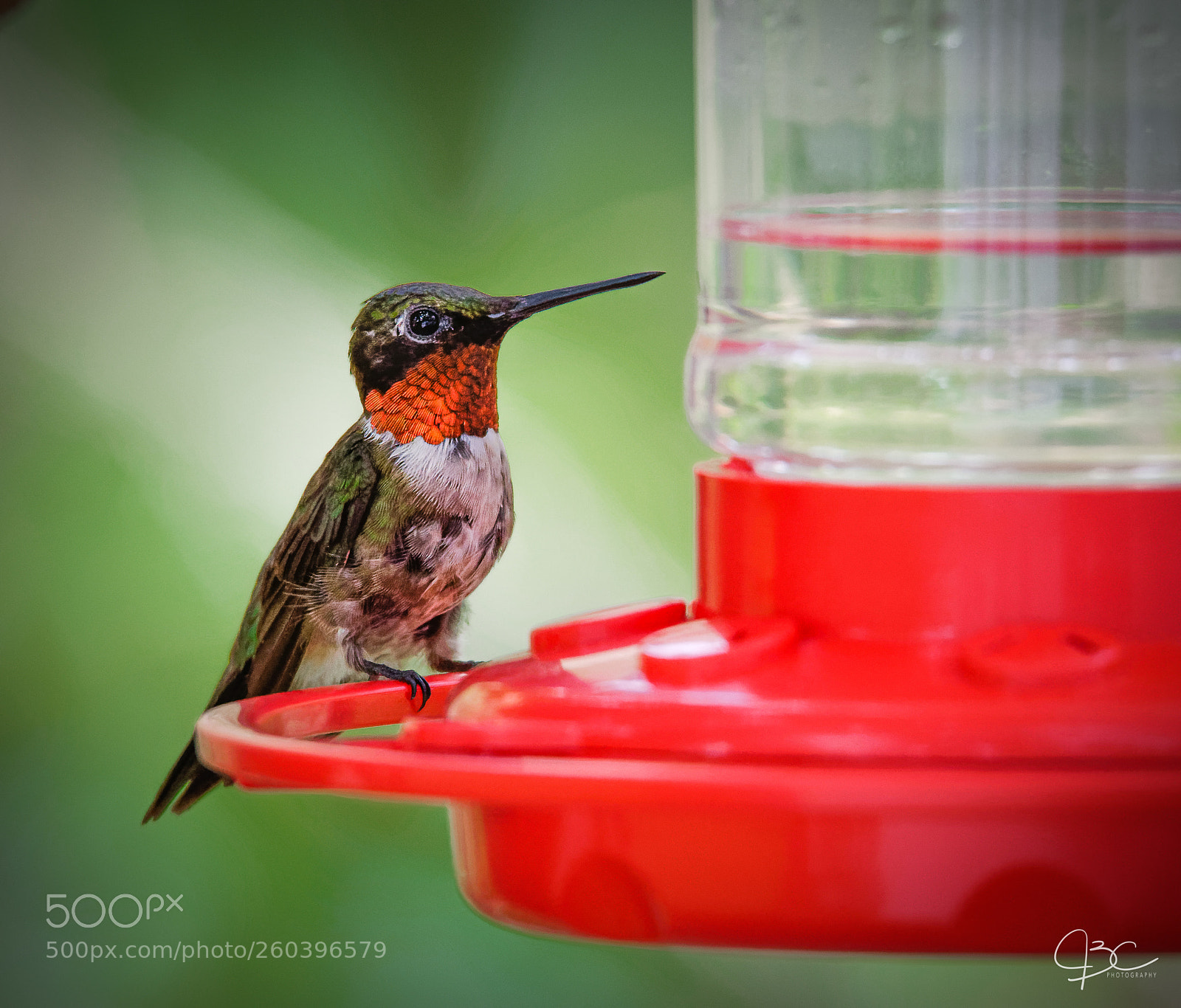 Nikon D800 sample photo. Hummer photography