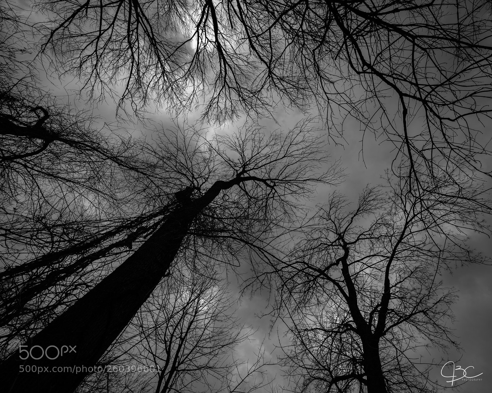 Sony a7R II sample photo. Misty treetops photography