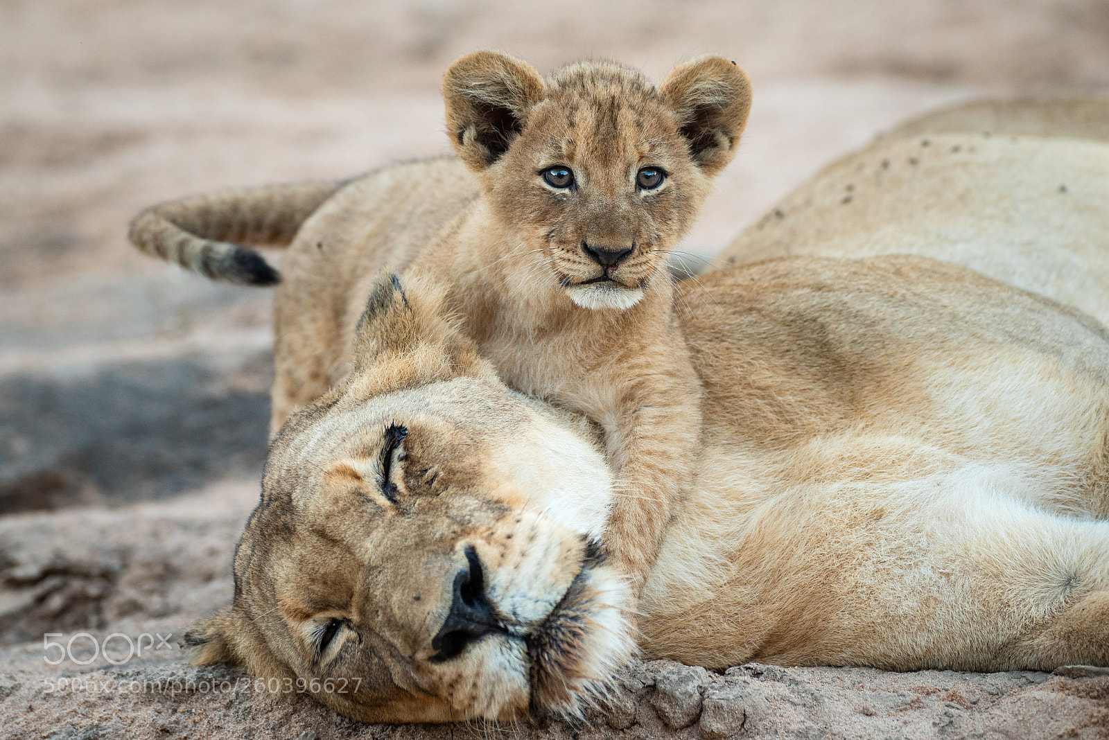 Nikon D810 sample photo. Lioness and cub photography