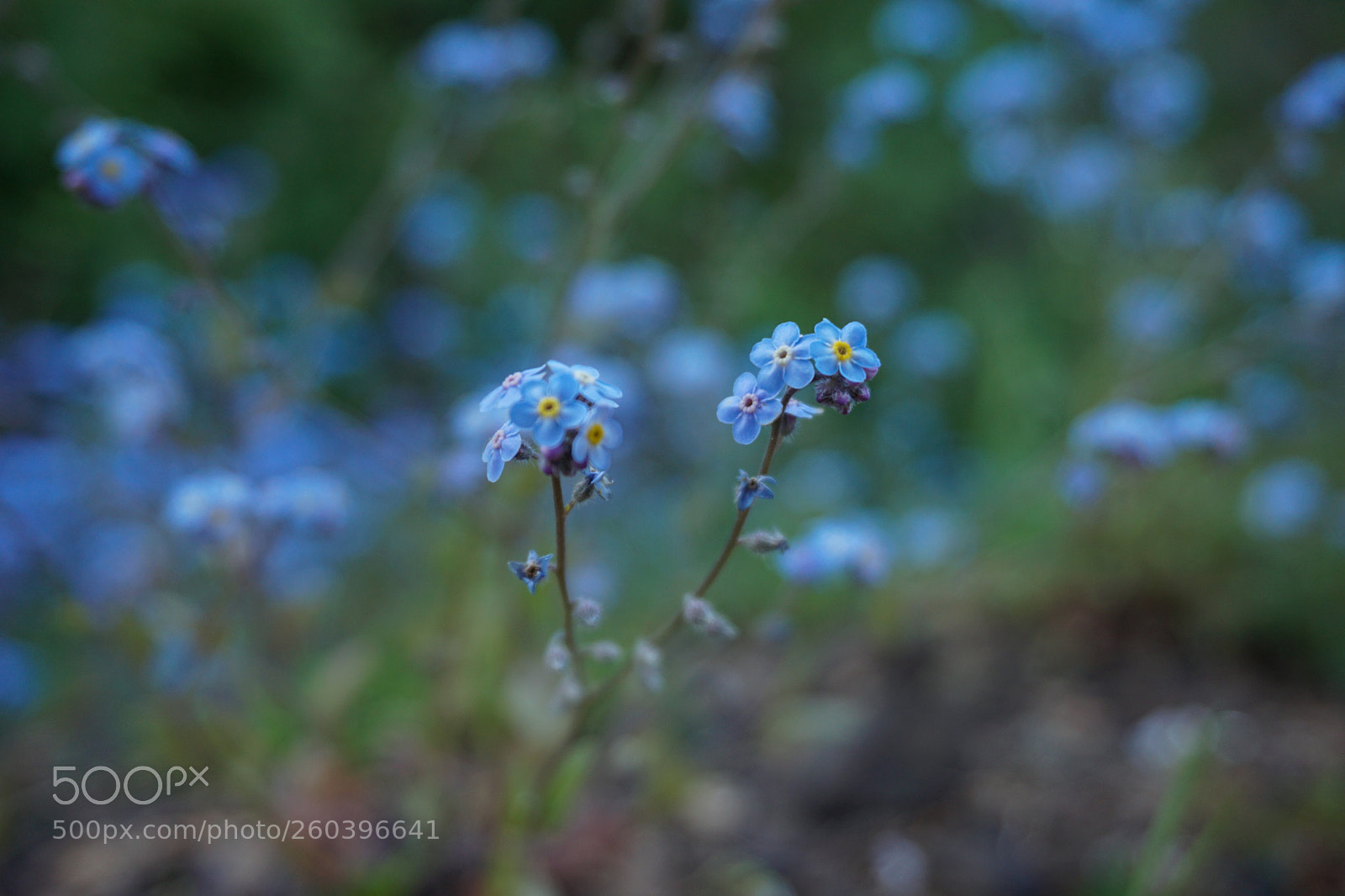 Sony a6000 sample photo. Myosotis lithospermifolia photography