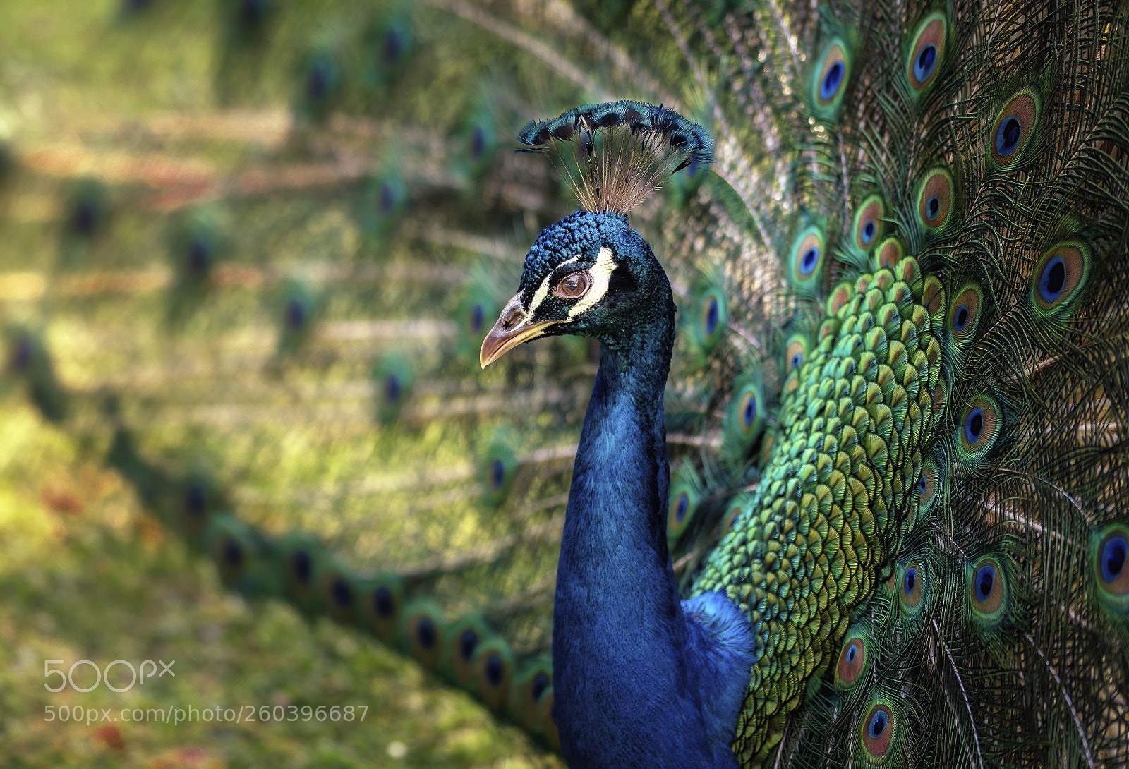 Nikon D810 sample photo. Just a peacock photography
