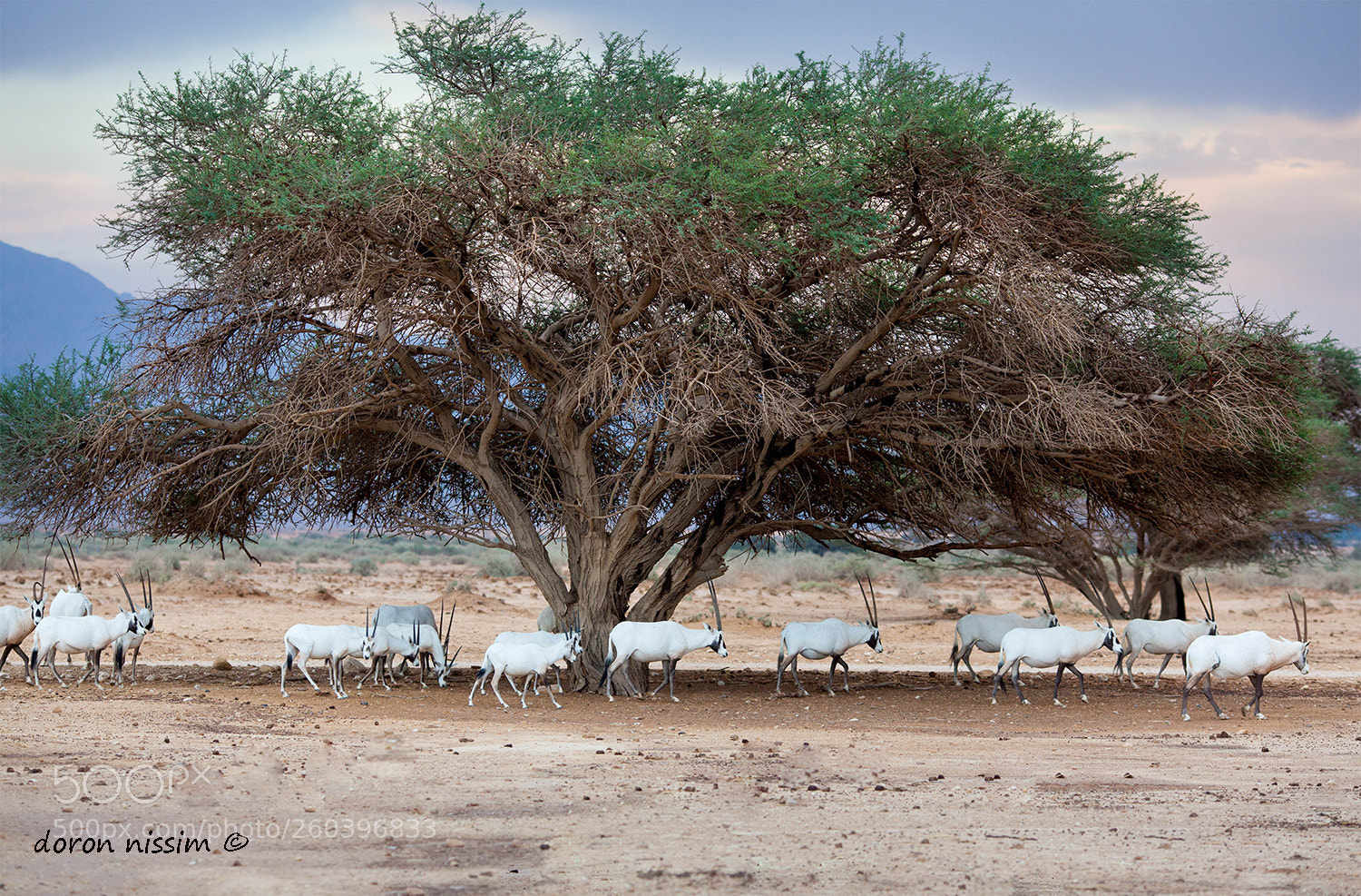 Canon EOS 5D Mark II sample photo. Eilat desert photography