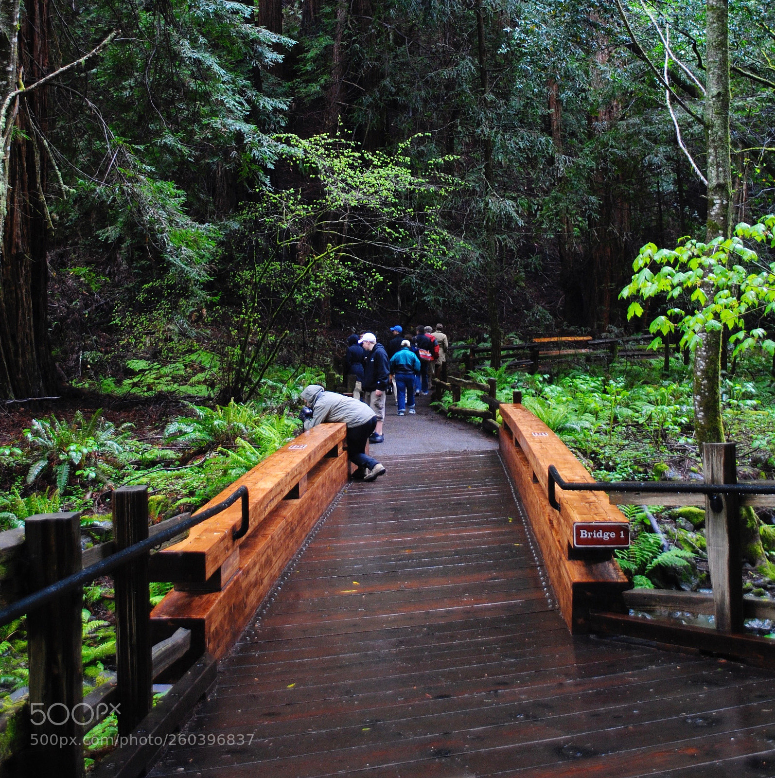 Nikon D3000 sample photo. Muir woods iiii photography