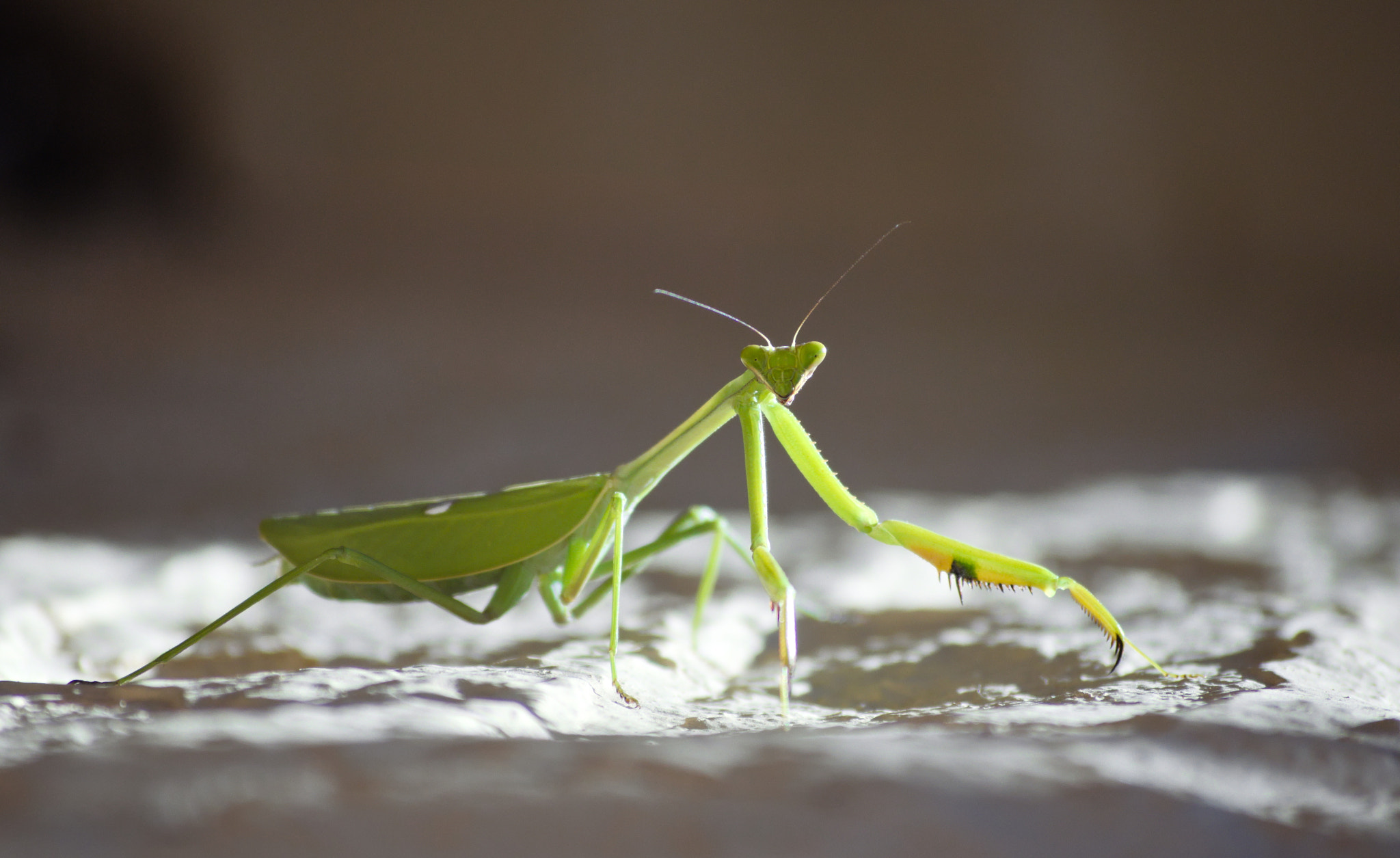 Nikon D3200 sample photo. First mantis on moon photography