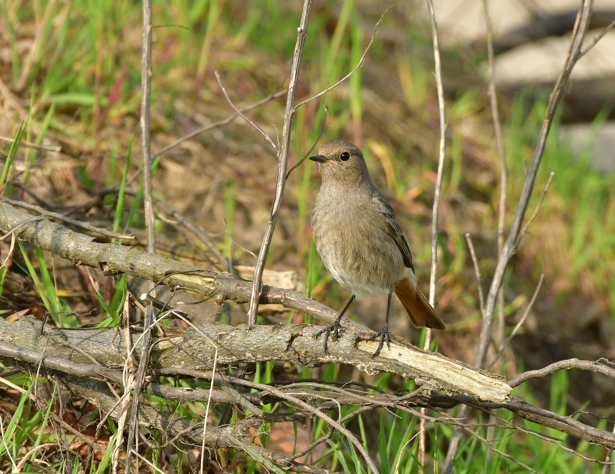 Nikon D500 sample photo. Zwarte roodstaart photography