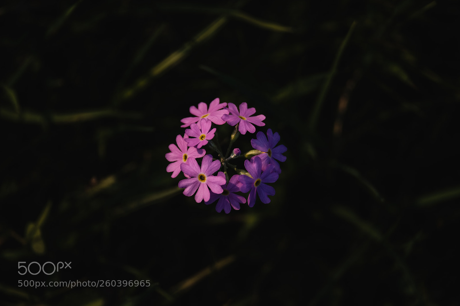 Fujifilm X-T2 sample photo. Primula photography