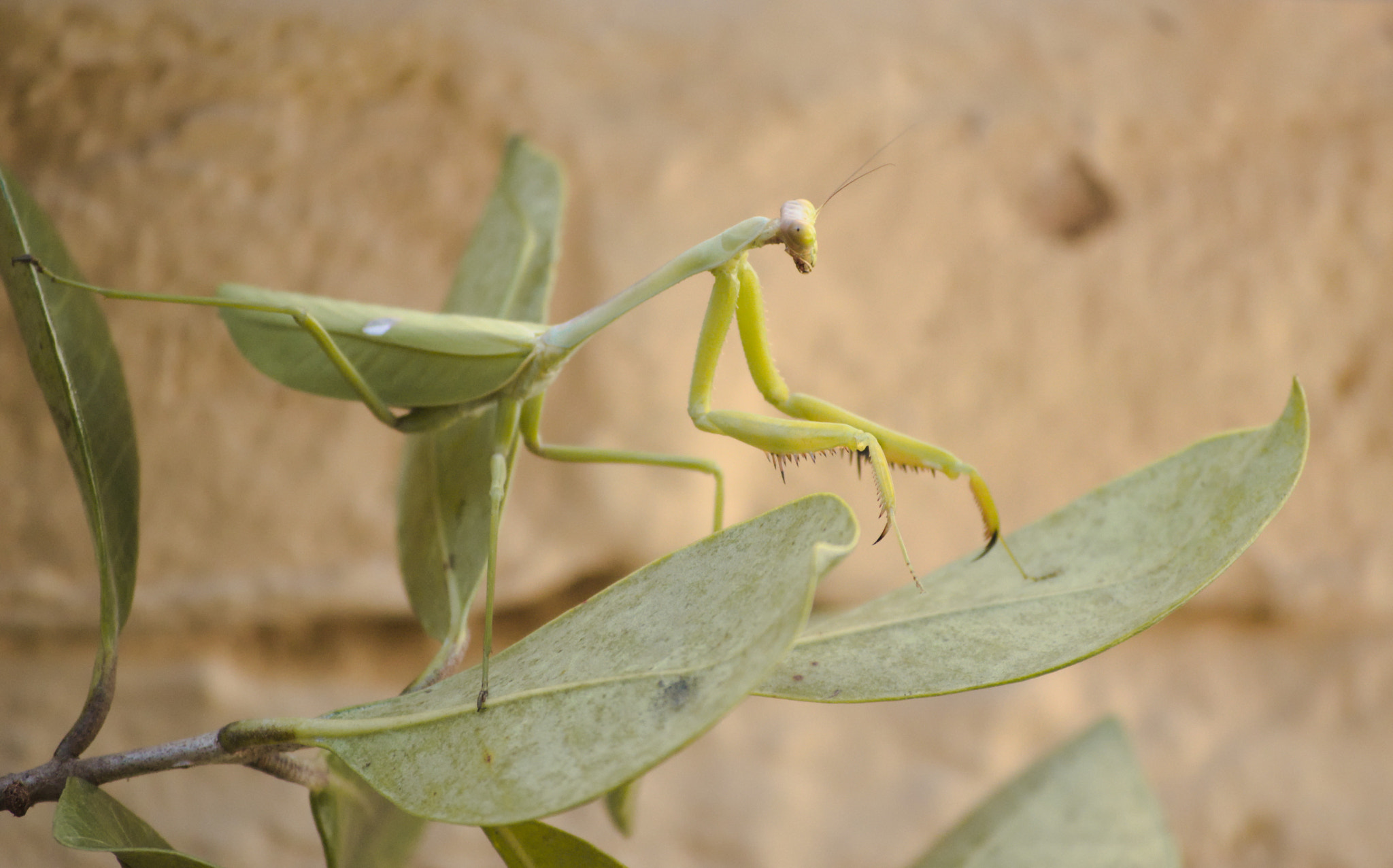 Nikon D3200 sample photo. Elegant camouflage photography
