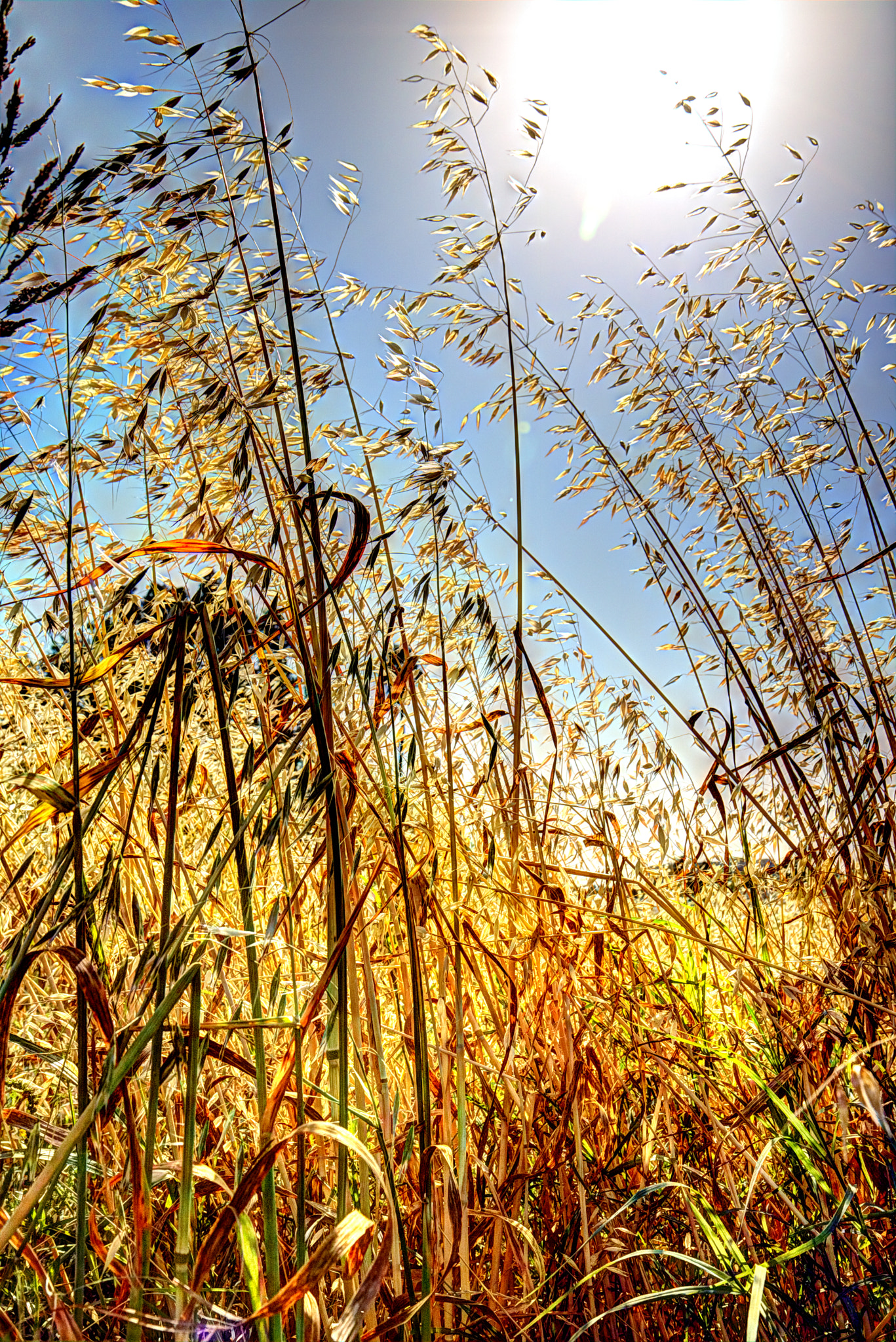 Canon EF-S 17-55mm F2.8 IS USM sample photo. Grass photography