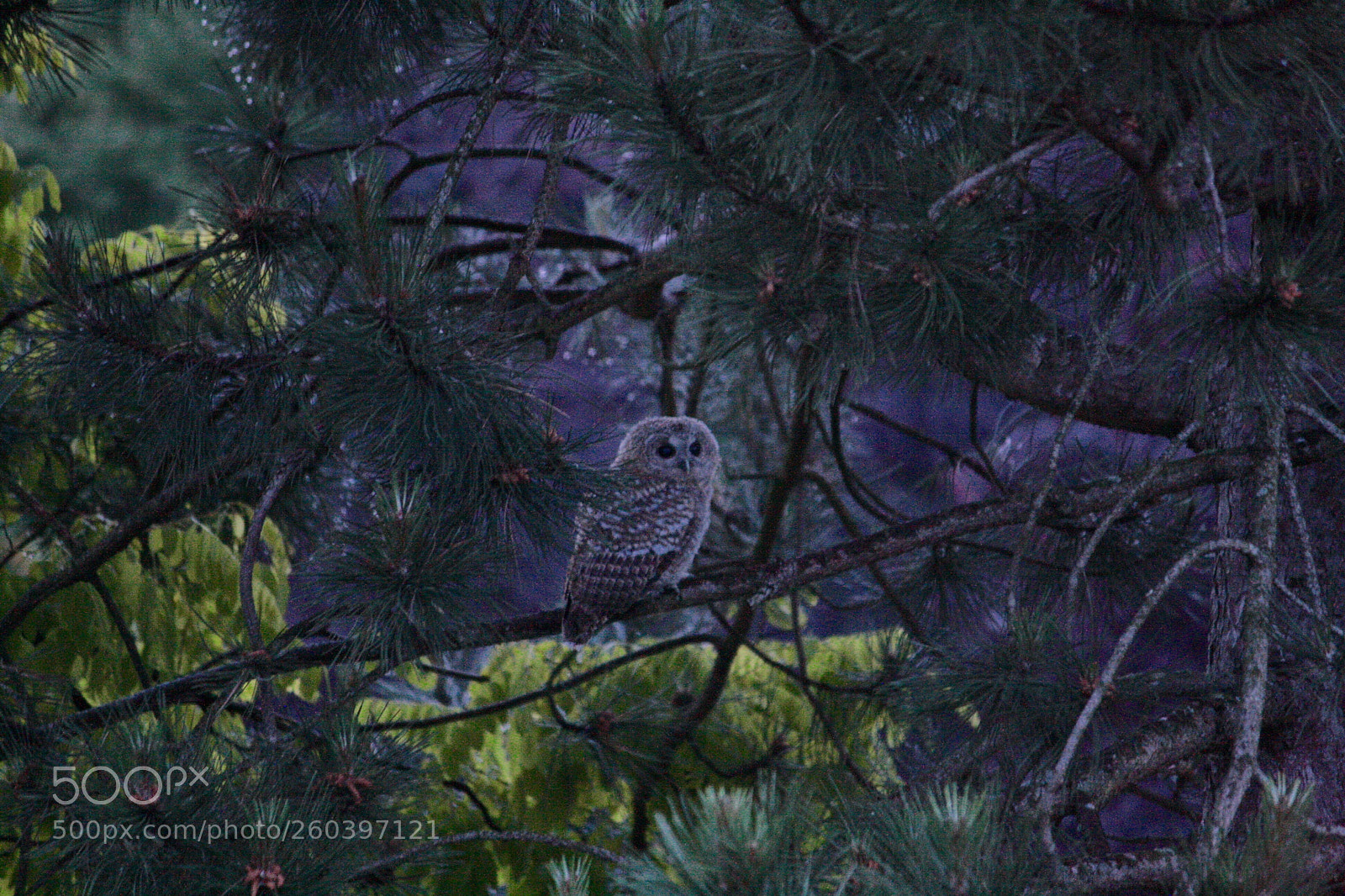 Canon EOS 1000D (EOS Digital Rebel XS / EOS Kiss F) sample photo. Owl photography