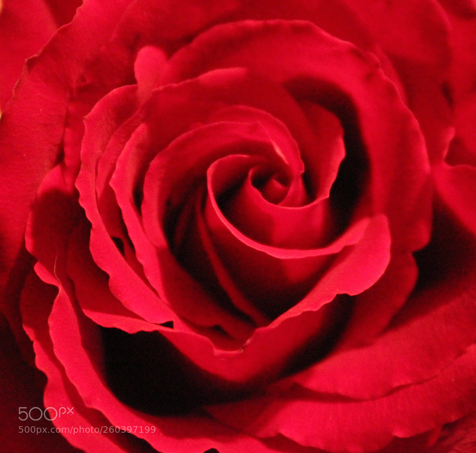 Canon EOS 550D (EOS Rebel T2i / EOS Kiss X4) sample photo. Rose photography