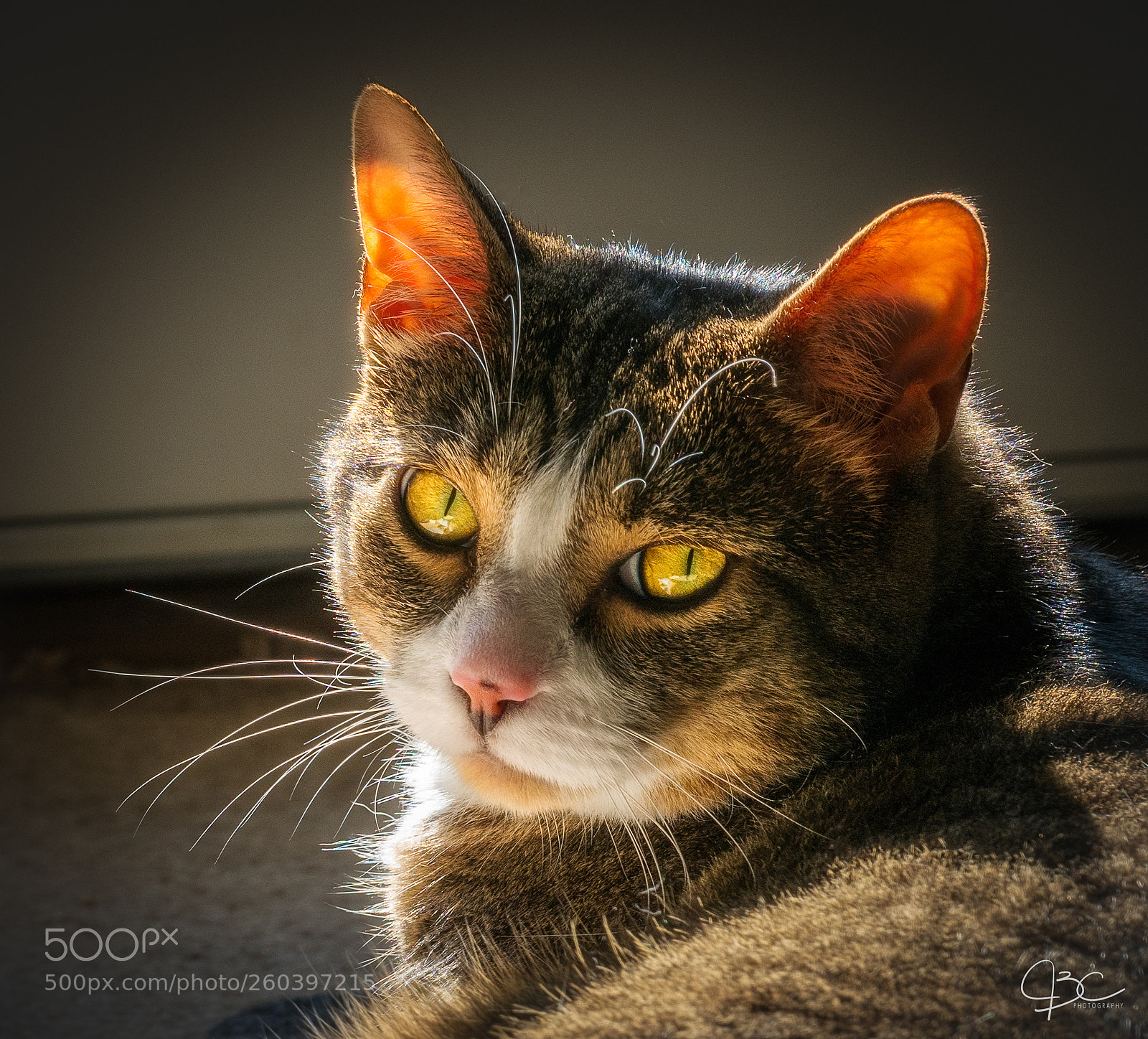 Sony a7R II sample photo. Mango photography