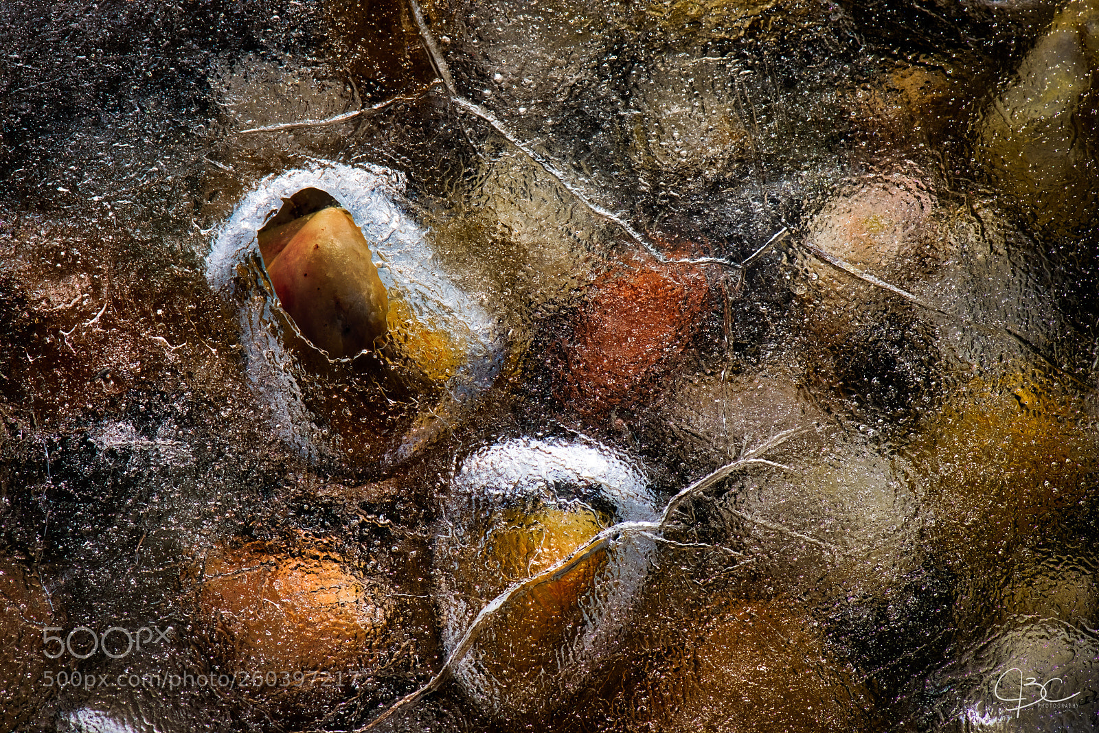 Nikon D800 sample photo. Underneath photography