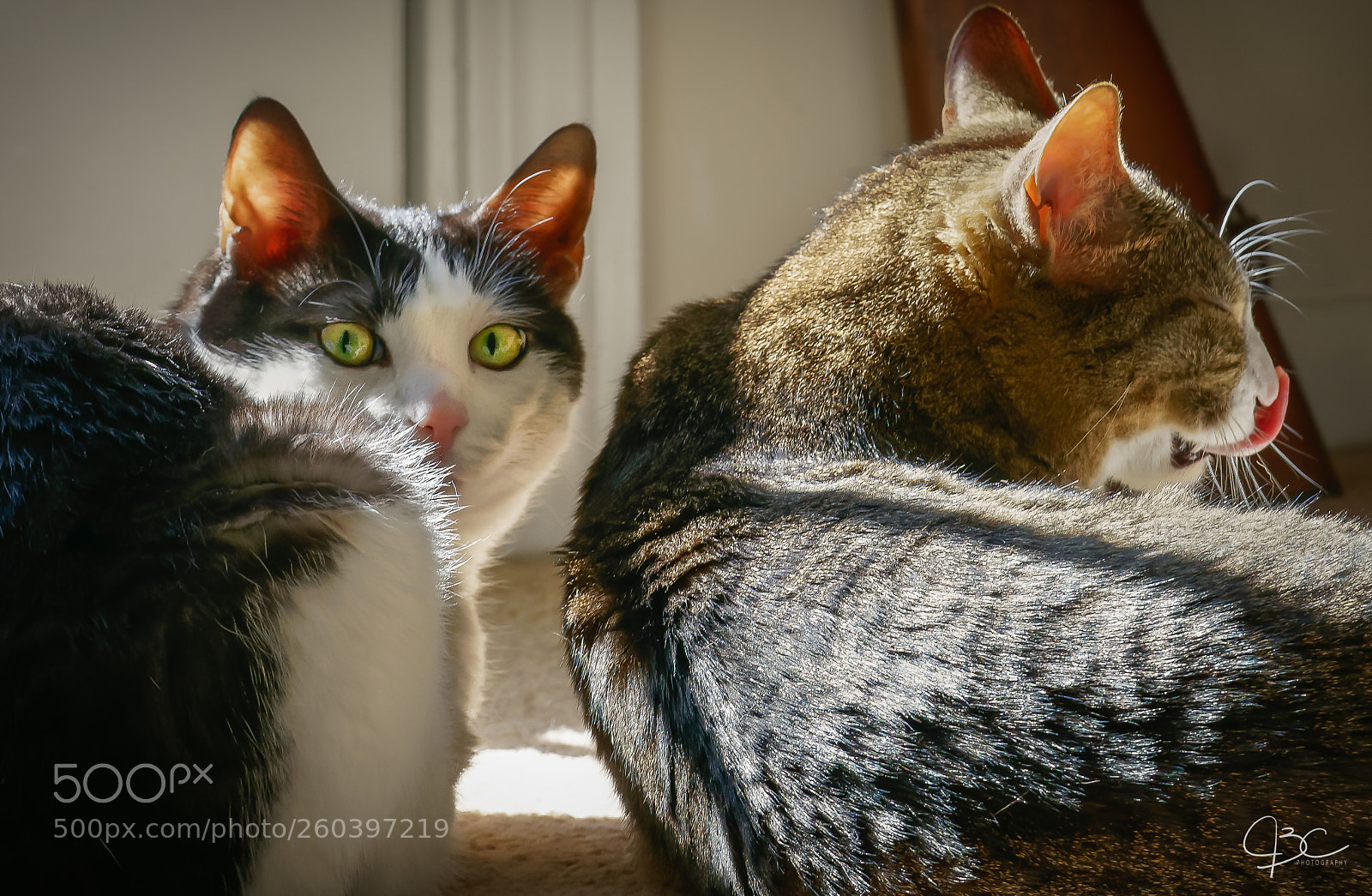 Sony a7R II sample photo. Who you looking at? photography