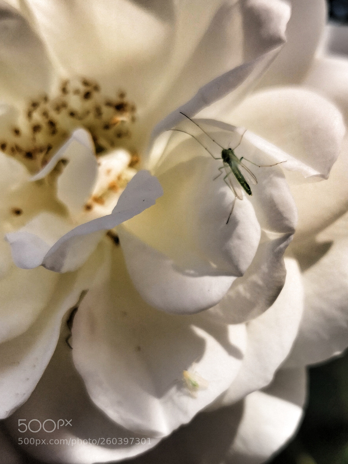 HUAWEI Mate 10 Pro sample photo. Untitled photography