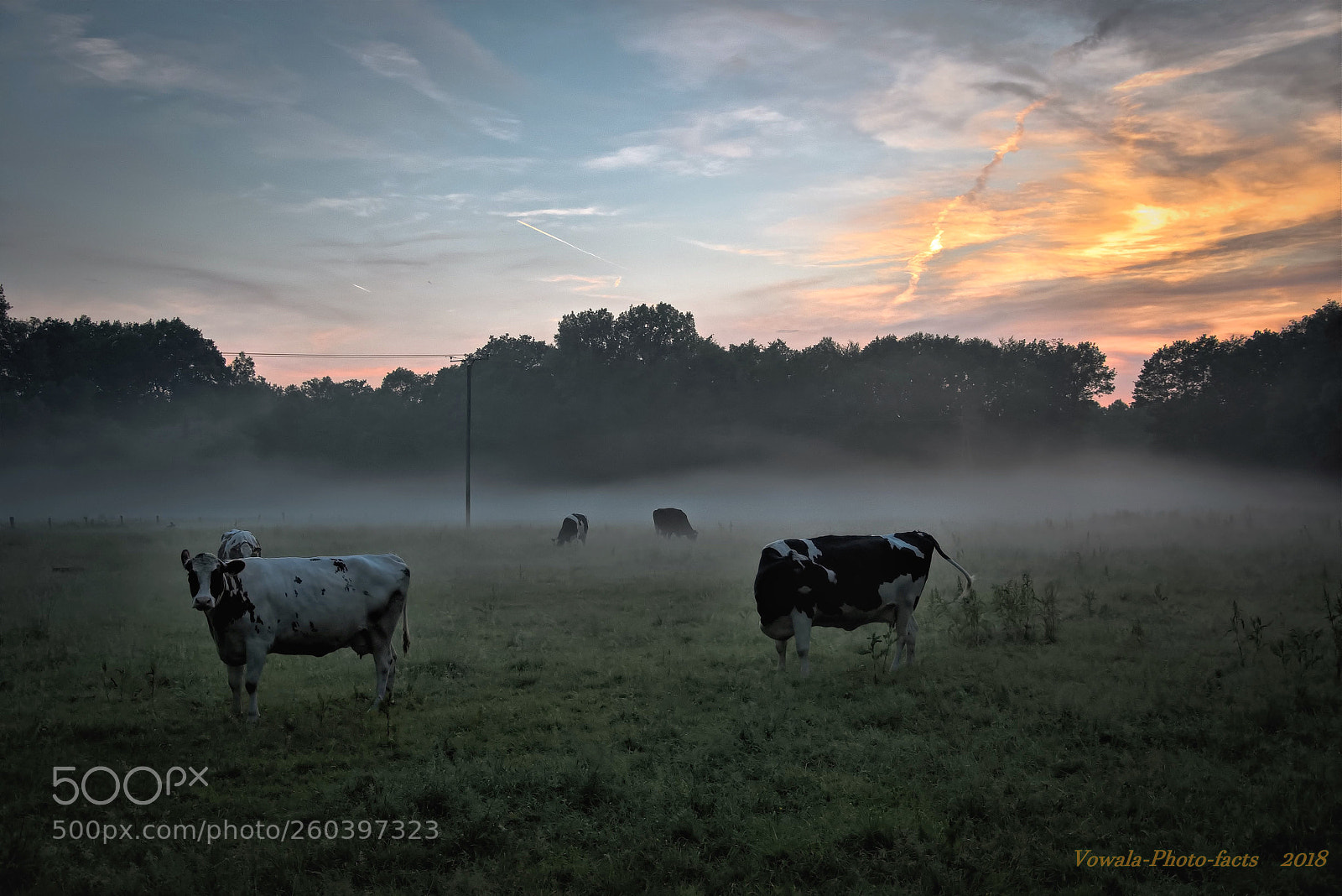 Nikon D5500 sample photo. Fog fields photography
