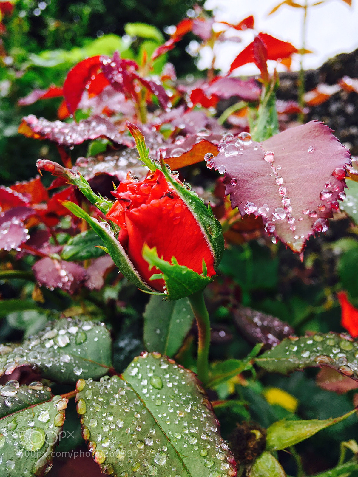 Apple iPhone 6s Plus sample photo. Untitled photography