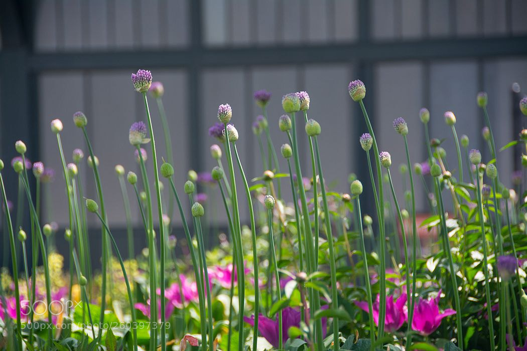 Nikon D7100 sample photo. Flowers at liberty state photography