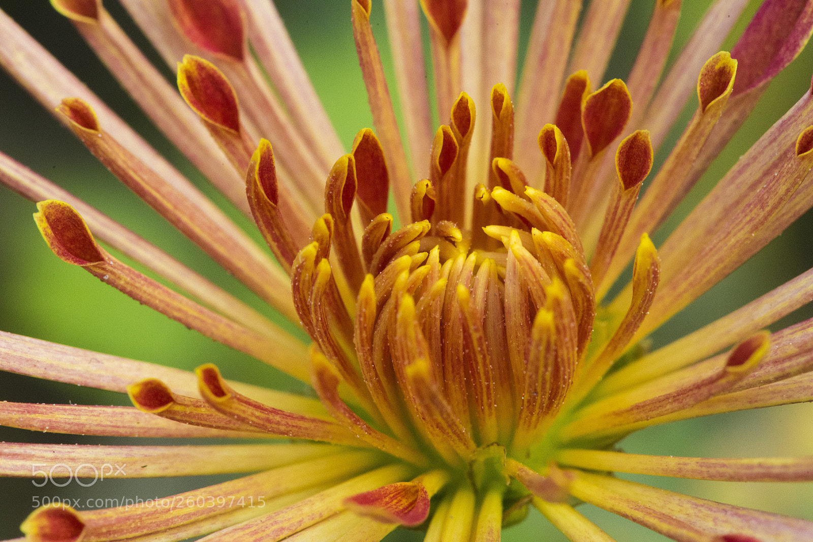 Canon EOS 6D sample photo. Img photography