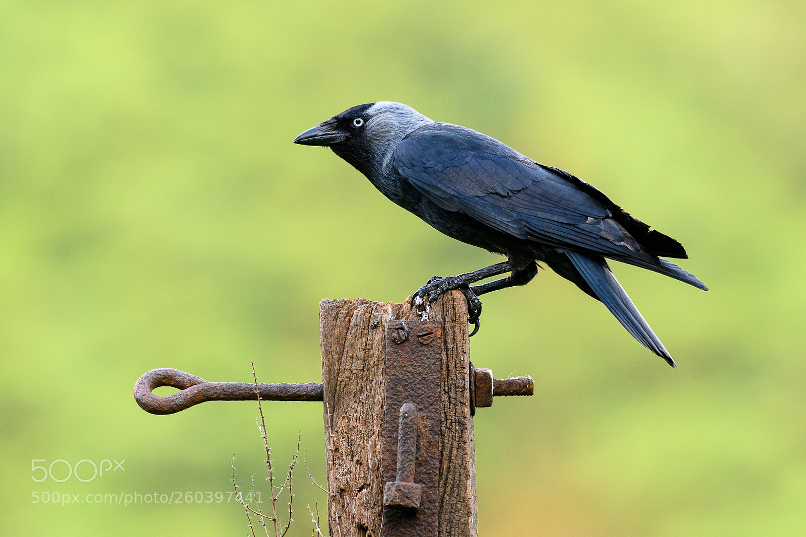 Nikon D850 sample photo. Jackdaw photography