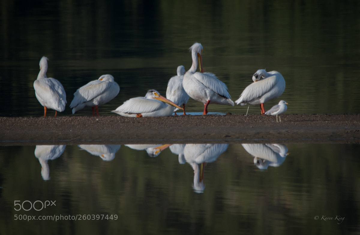 Nikon D500 sample photo. White reflections photography