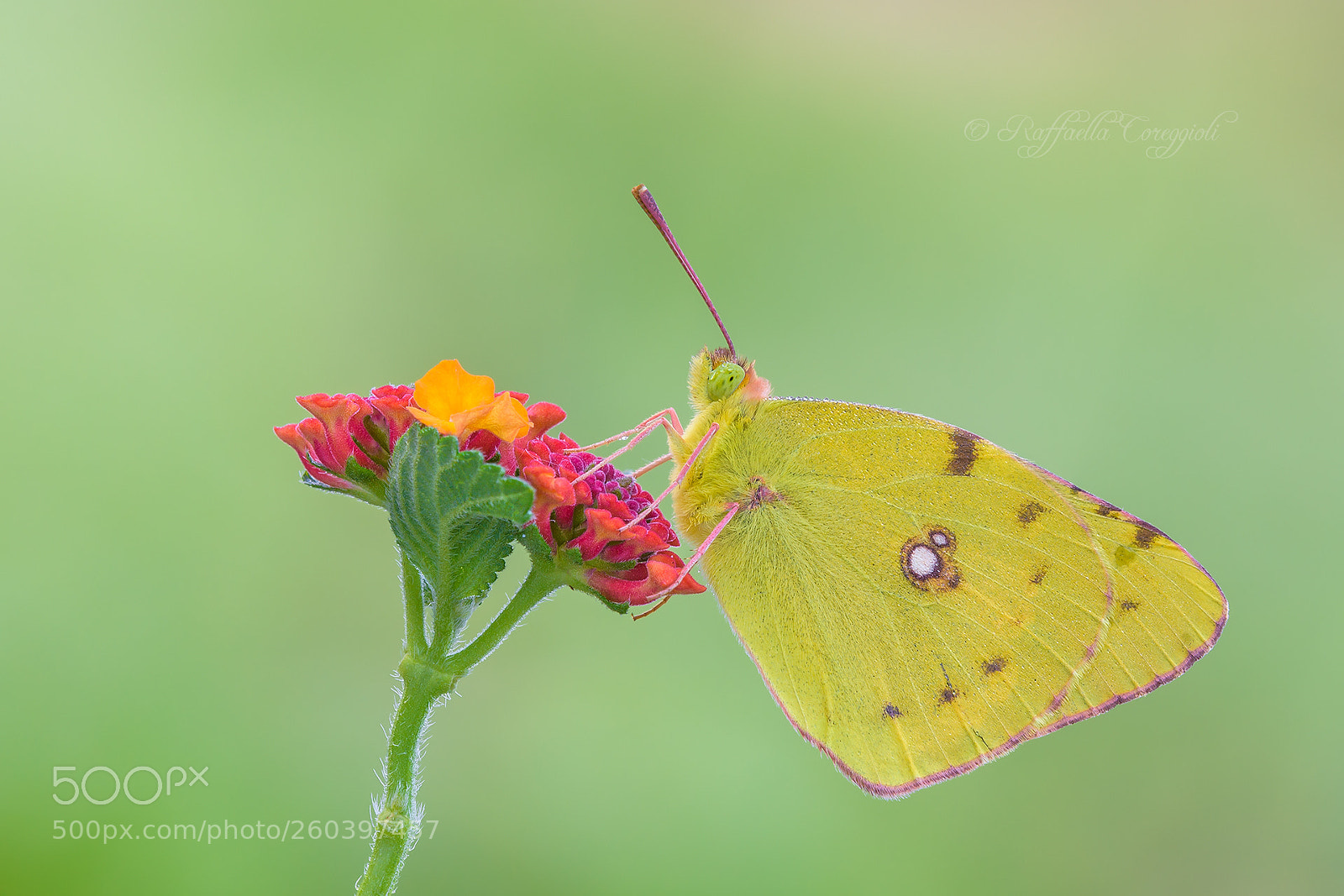 Nikon D7200 sample photo. Colias crocea photography