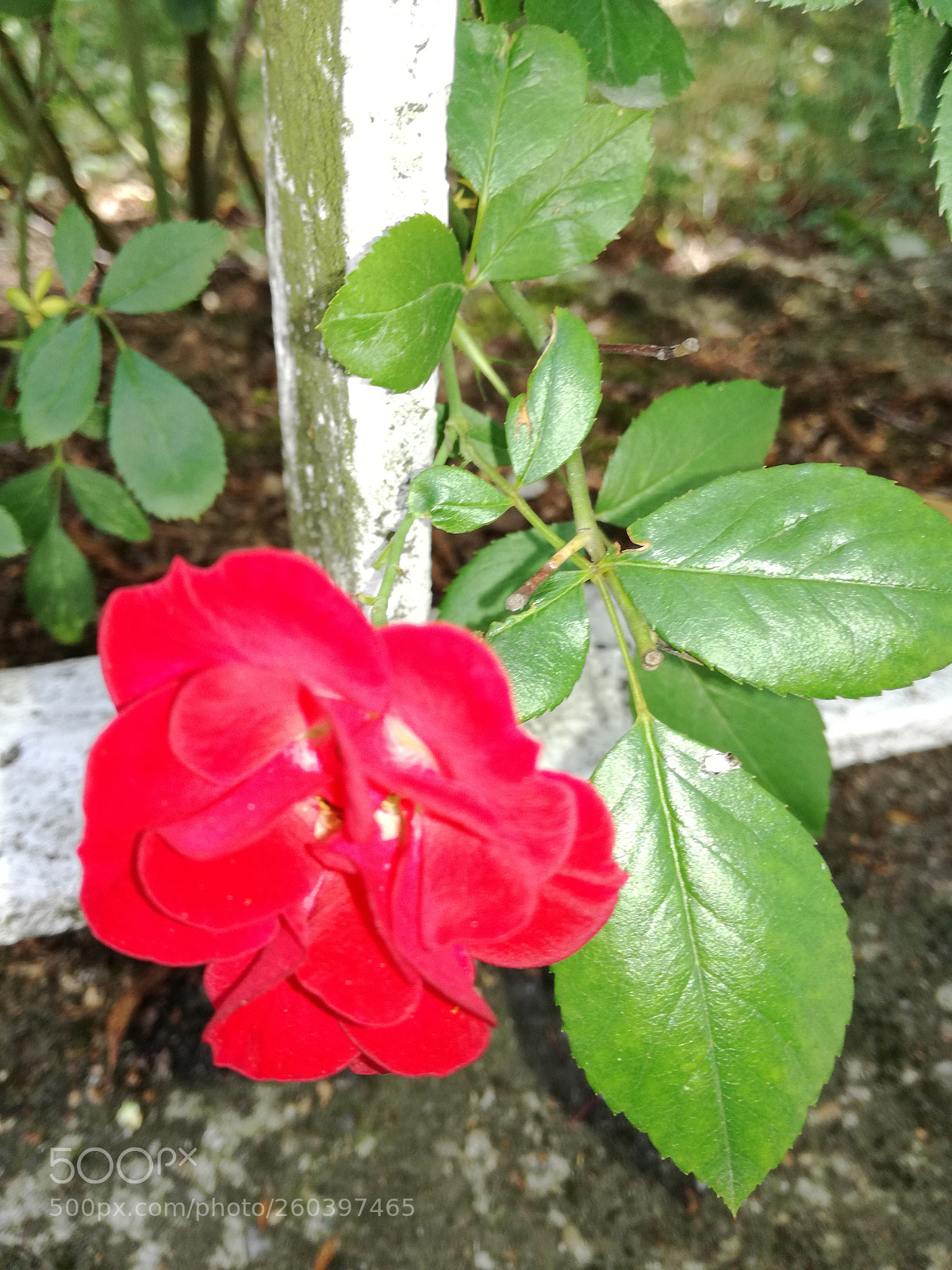 HUAWEI P9 LITE sample photo. Rose photography