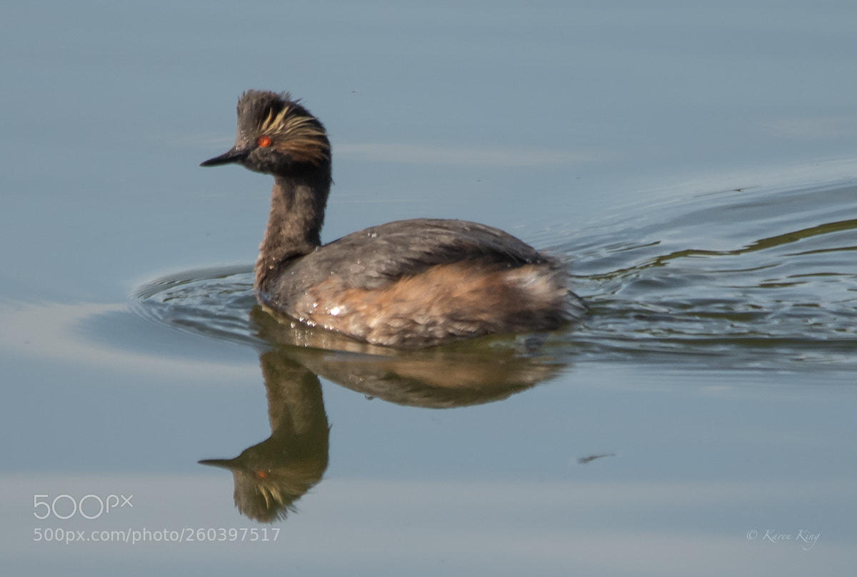 Nikon D500 sample photo. Grebe reflection photography