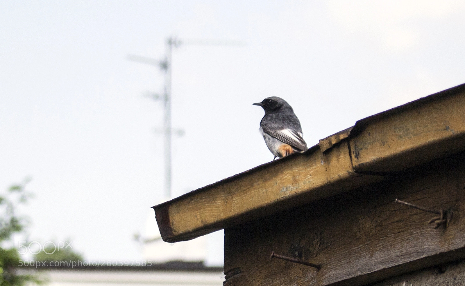 Canon EOS 700D (EOS Rebel T5i / EOS Kiss X7i) sample photo. Kopciuszek/phoenicurus ochruros photography