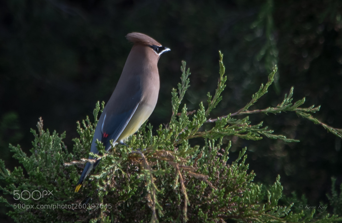 Nikon D500 sample photo. Waxwing beauty photography