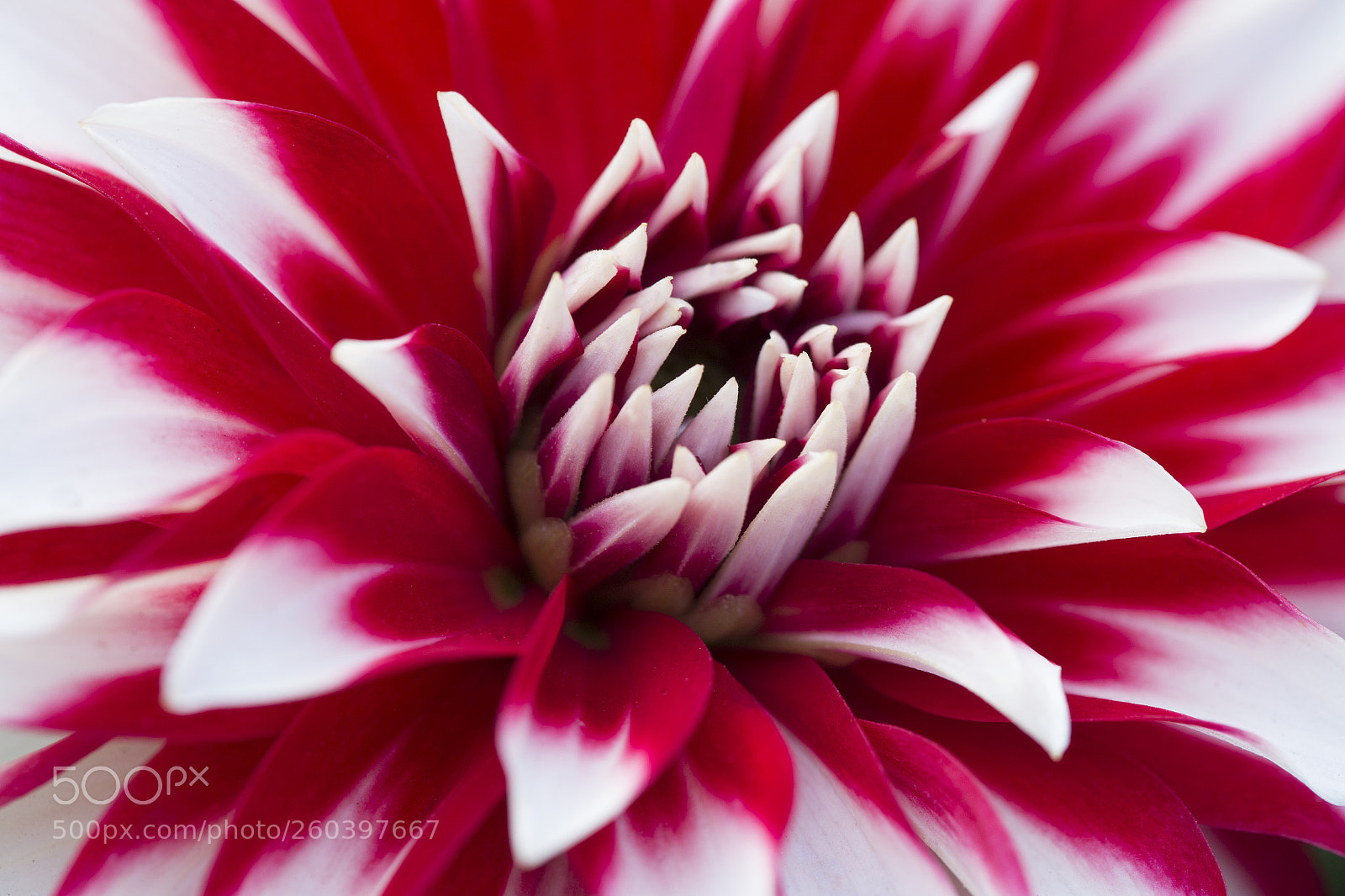 Canon EOS 6D sample photo. Flower photography