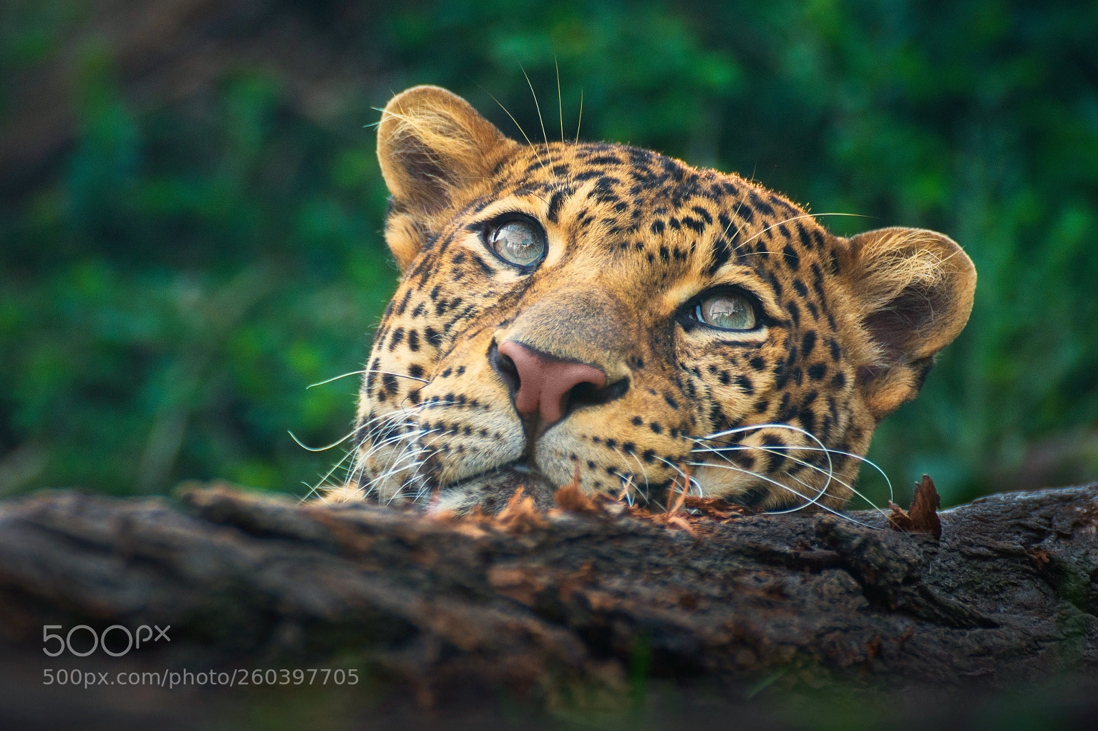 Nikon D7200 sample photo. Javan leopard photography