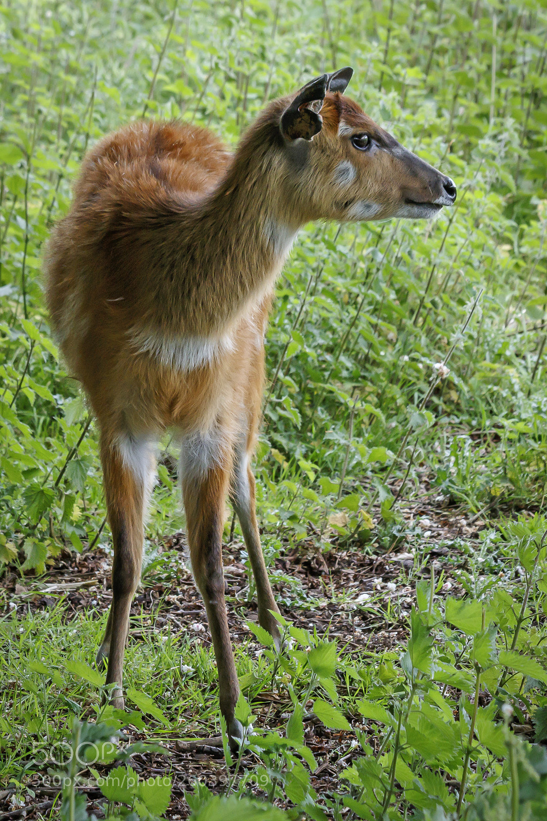 Canon EOS 7D Mark II sample photo. Spotted deer, axis axis photography