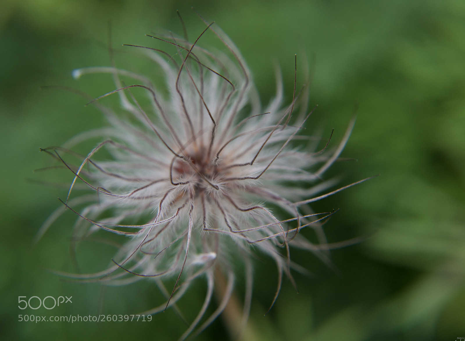 Nikon D3100 sample photo. I make a wish...* photography