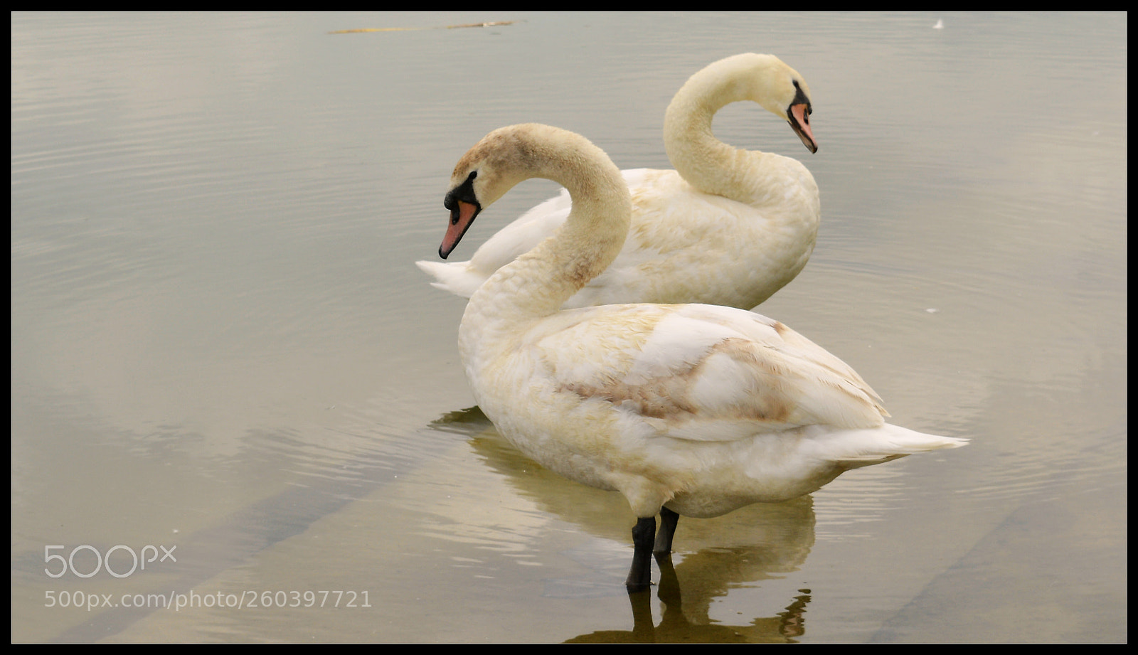 Nikon D3200 sample photo. Swans photography