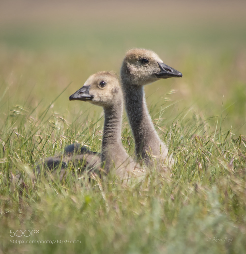 Nikon D500 sample photo. Gosling pair photography
