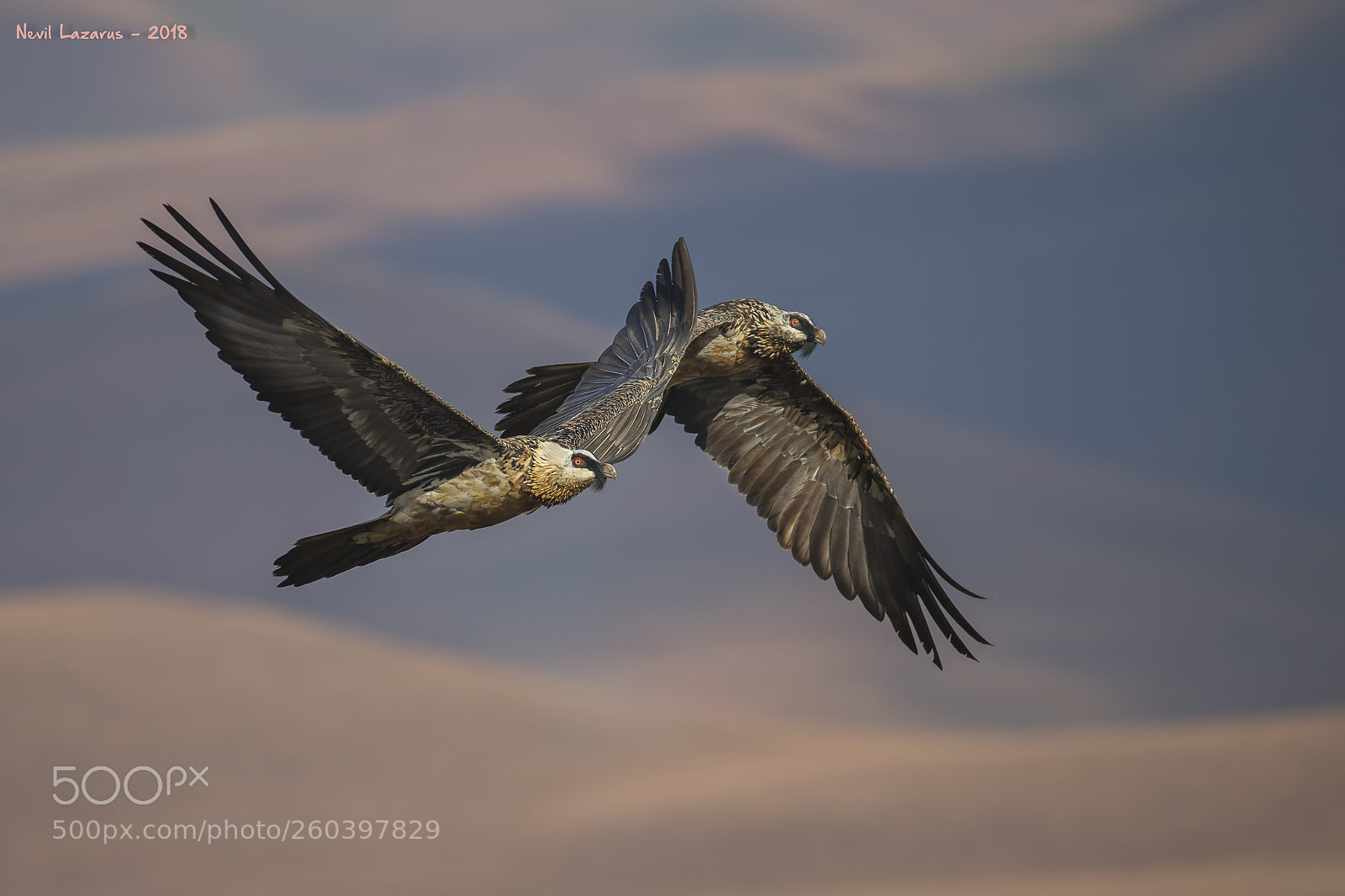 Canon EOS-1D X sample photo. Bearded vultures flying photography