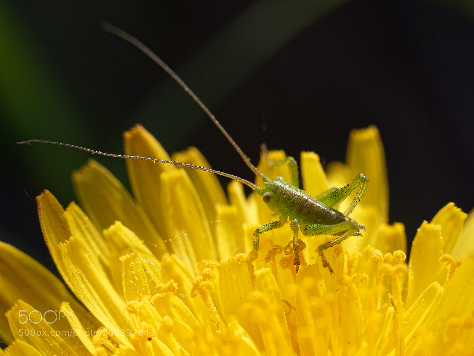 Olympus OM-D E-M5 II sample photo. Very small grasshopper photography