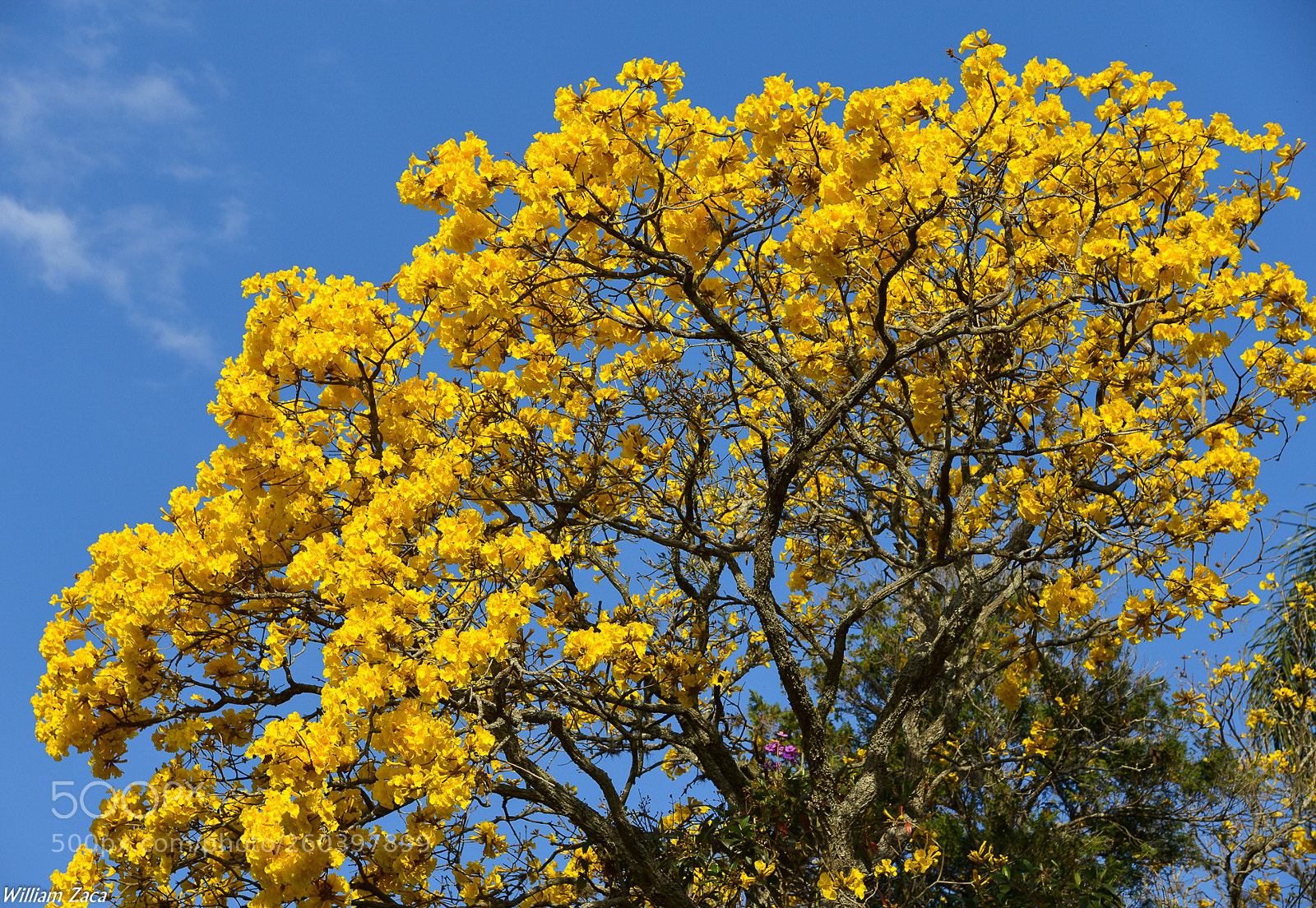 Nikon D610 sample photo. Golden trumpet tree photography