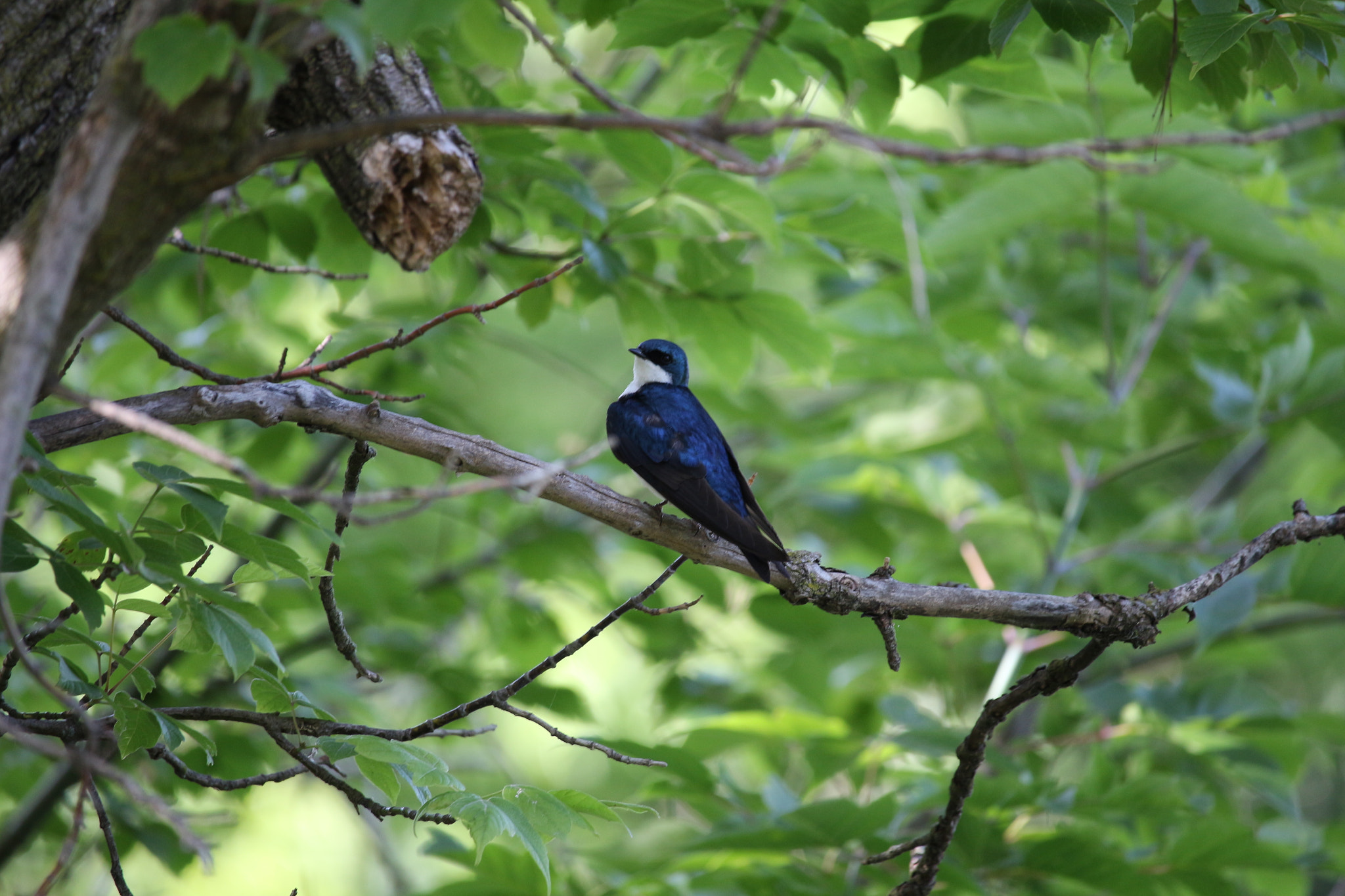 Canon EF-S 55-250mm F4-5.6 IS STM sample photo