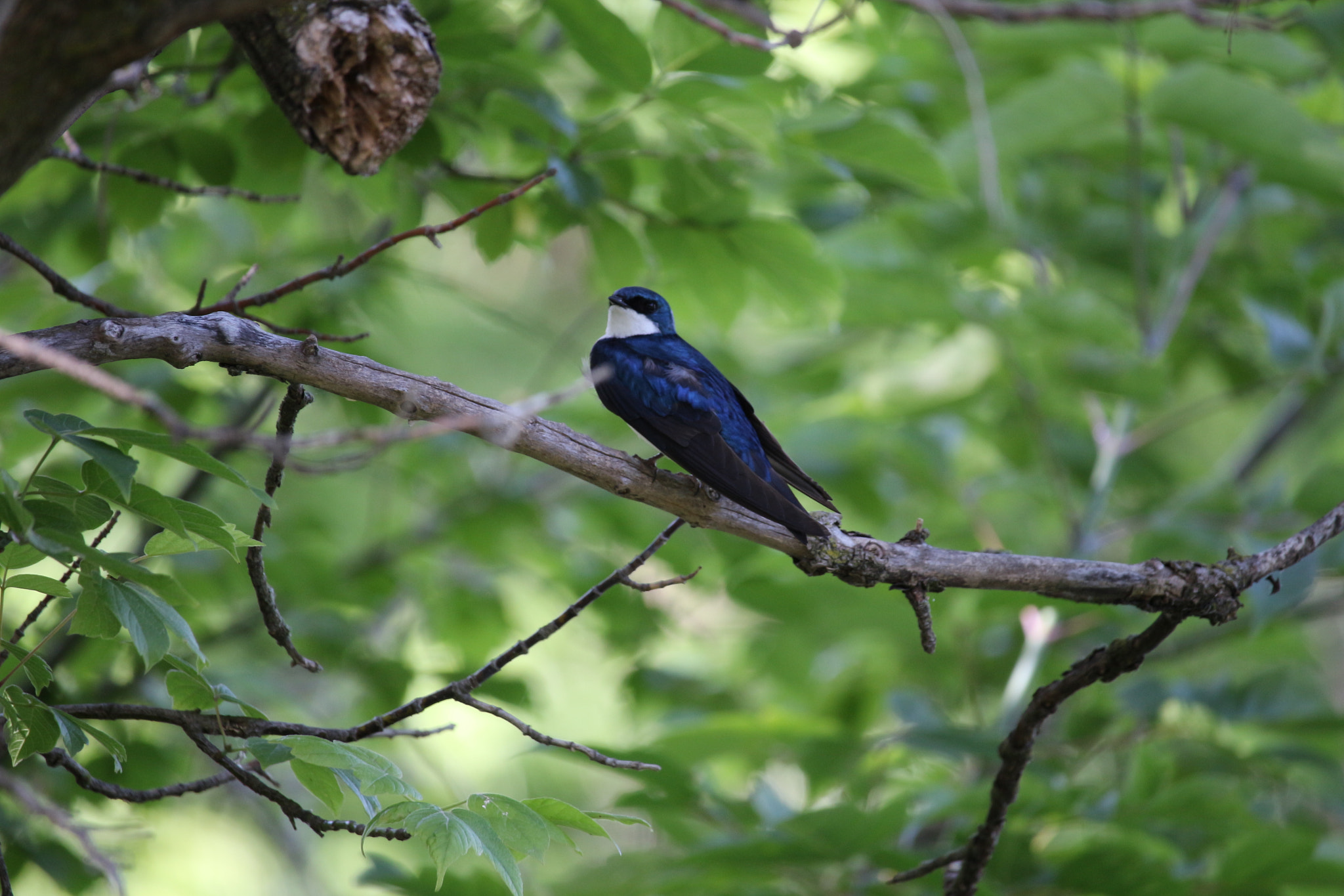 Canon EF-S 55-250mm F4-5.6 IS STM sample photo