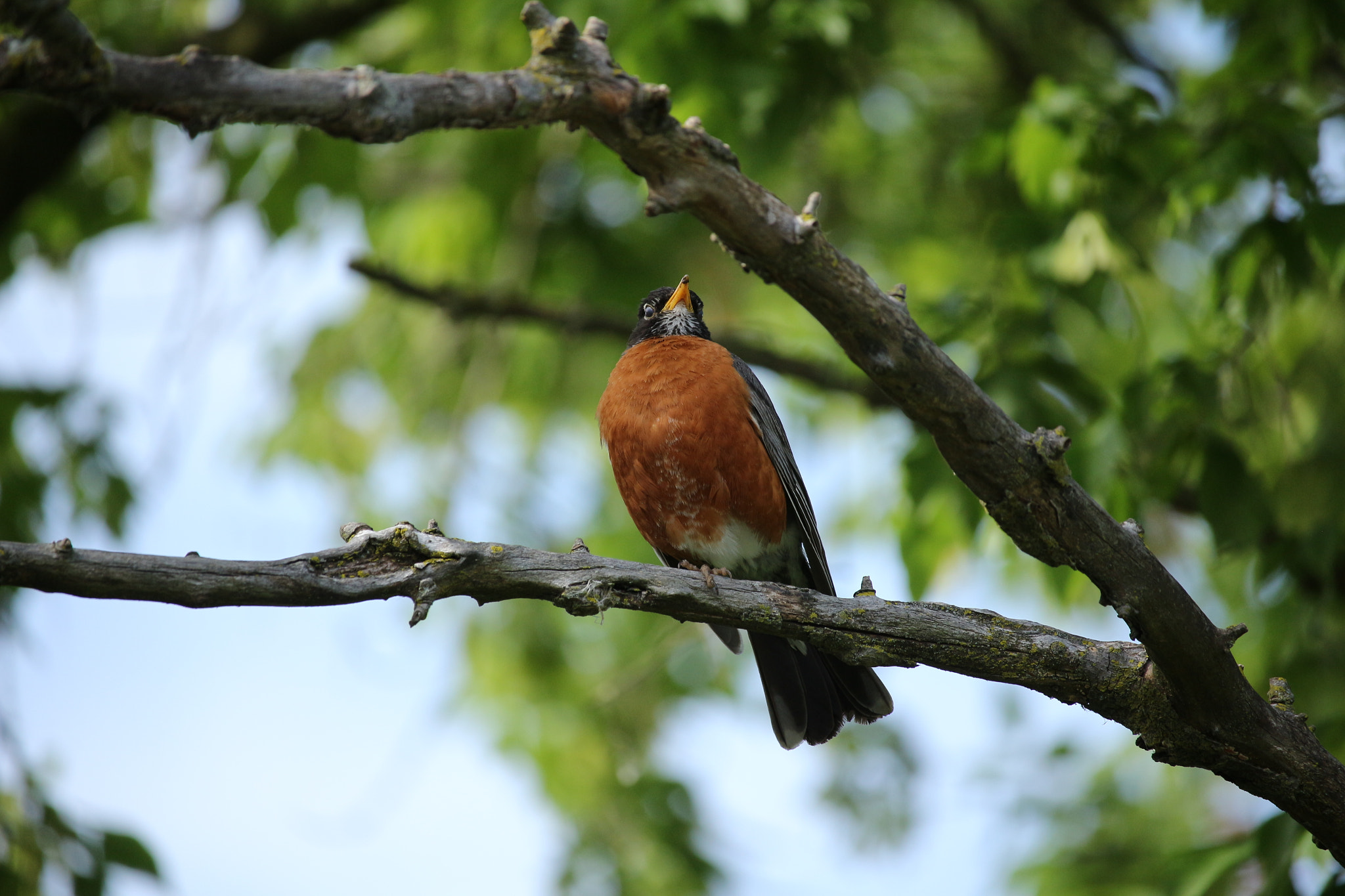 Canon EF-S 55-250mm F4-5.6 IS STM sample photo. Showy american robin photography