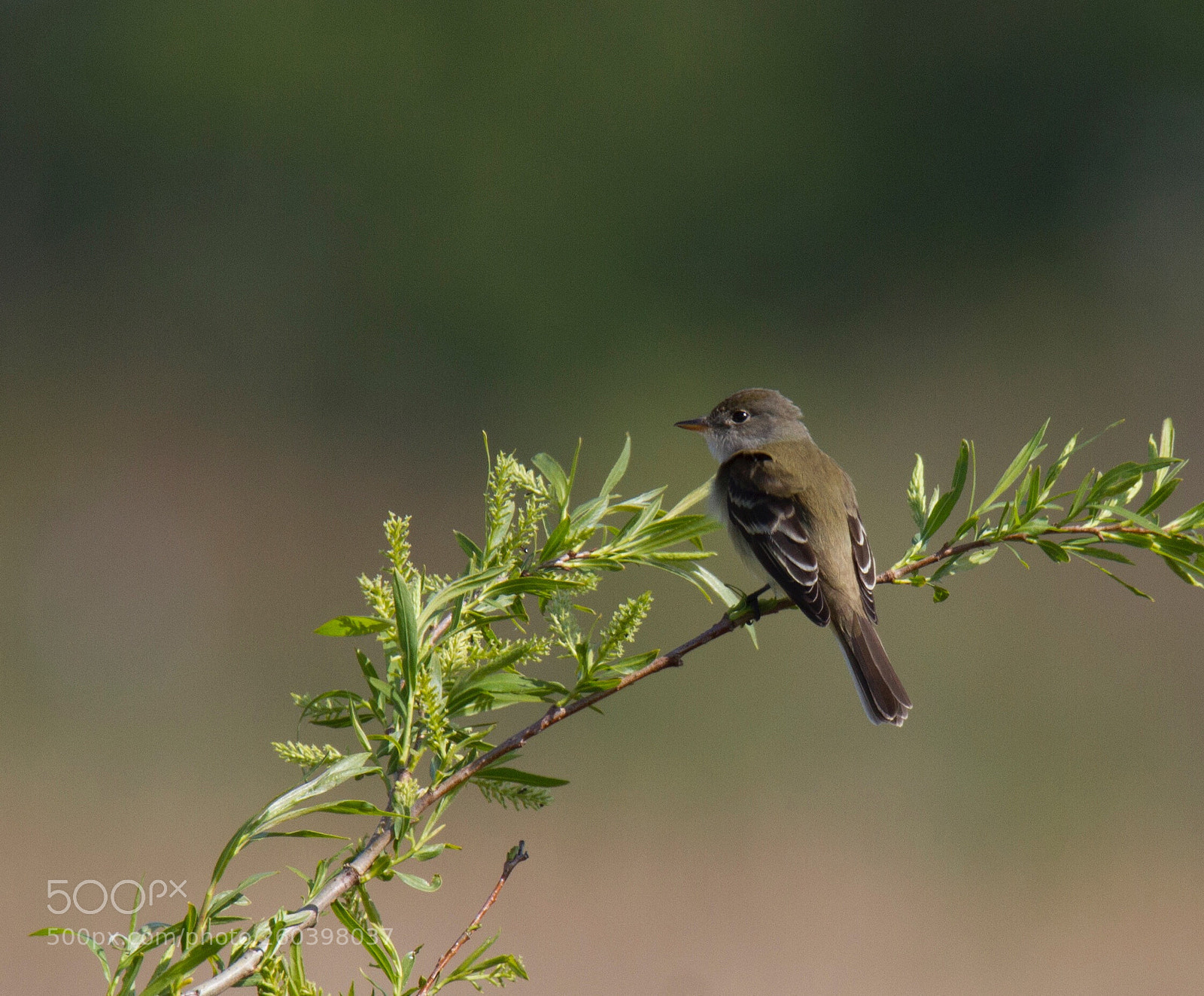 Canon EOS 7D sample photo. Willow flycatcher  photography