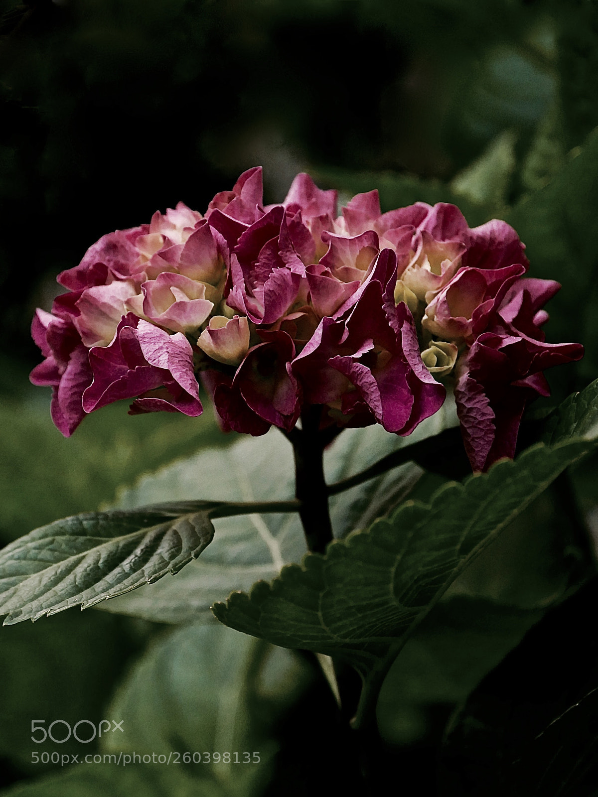 Panasonic Lumix DMC-GX85 (Lumix DMC-GX80 / Lumix DMC-GX7 Mark II) sample photo. Evening in my garden photography
